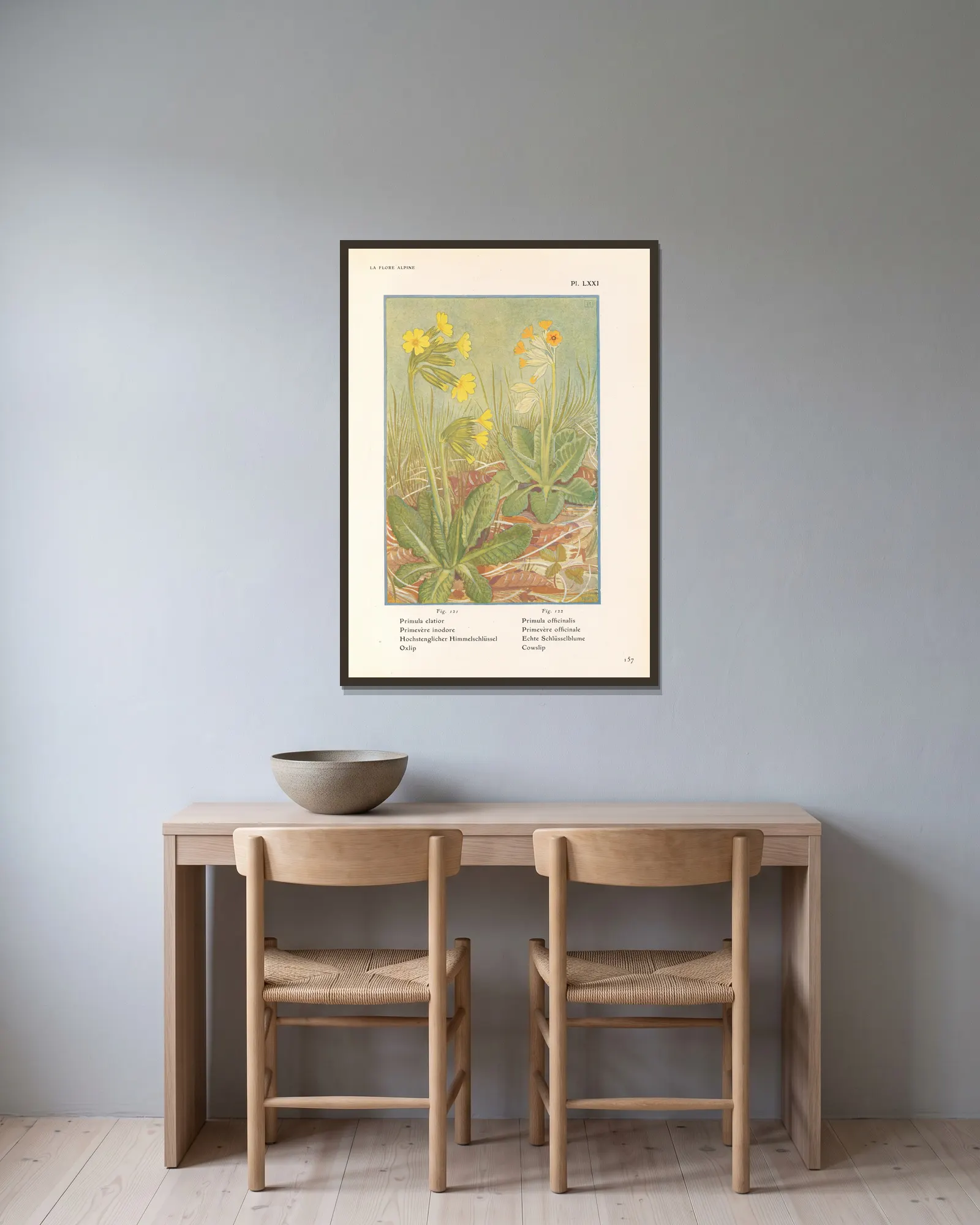Oxlip, Cowslip av Henry Correvon inramad på en vägg