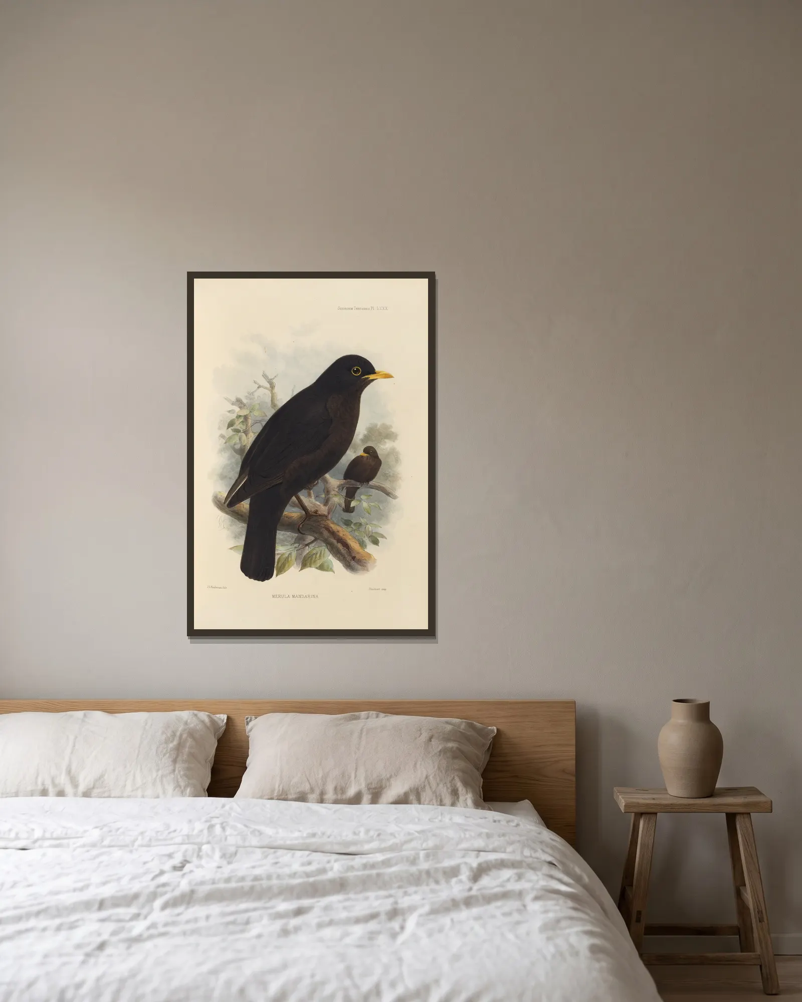 Merula Mandarina av Henry Seebohm inramad på en vägg