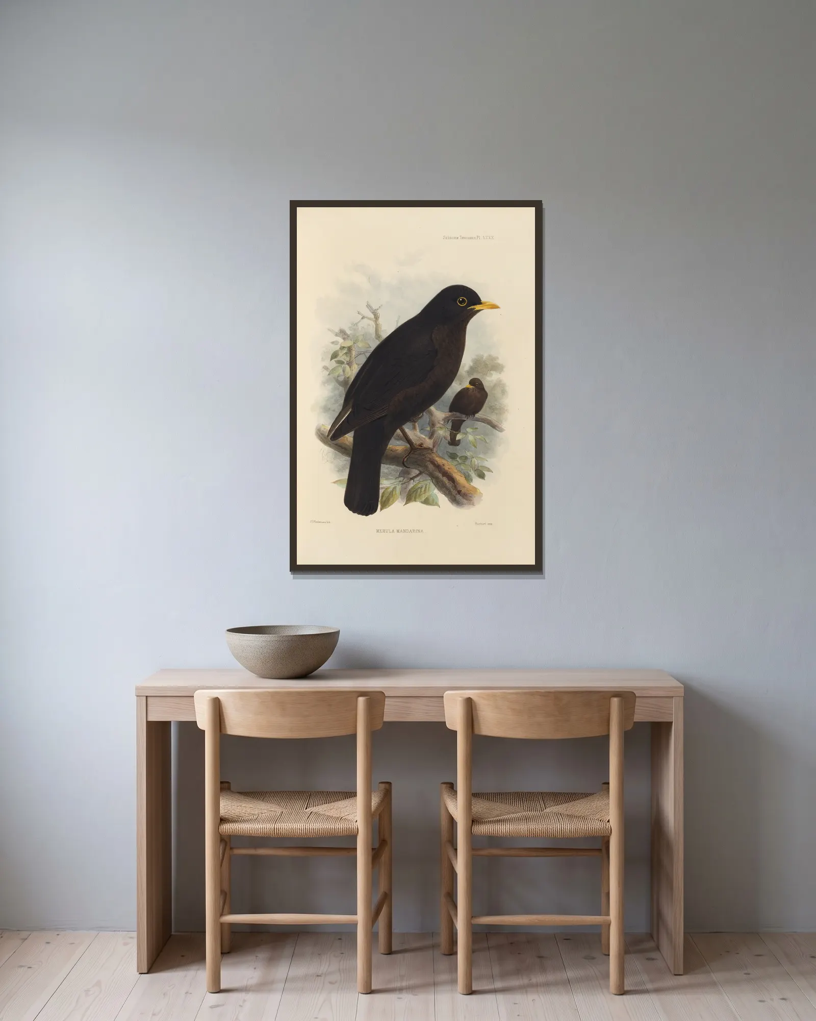 Merula Mandarina av Henry Seebohm inramad på en vägg