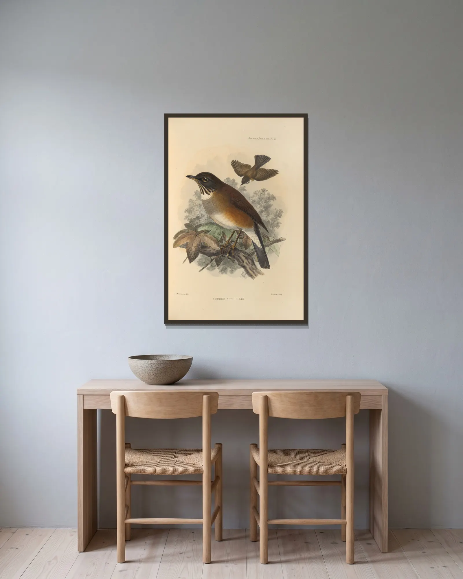 Turdus Albicollis av Henry Seebohm inramad på en vägg