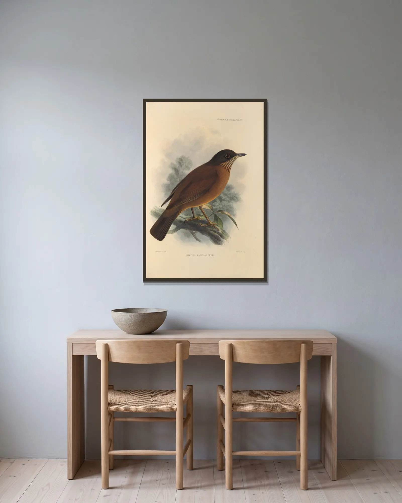 Turdus Falklandicus av Henry Seebohm inramad på en vägg