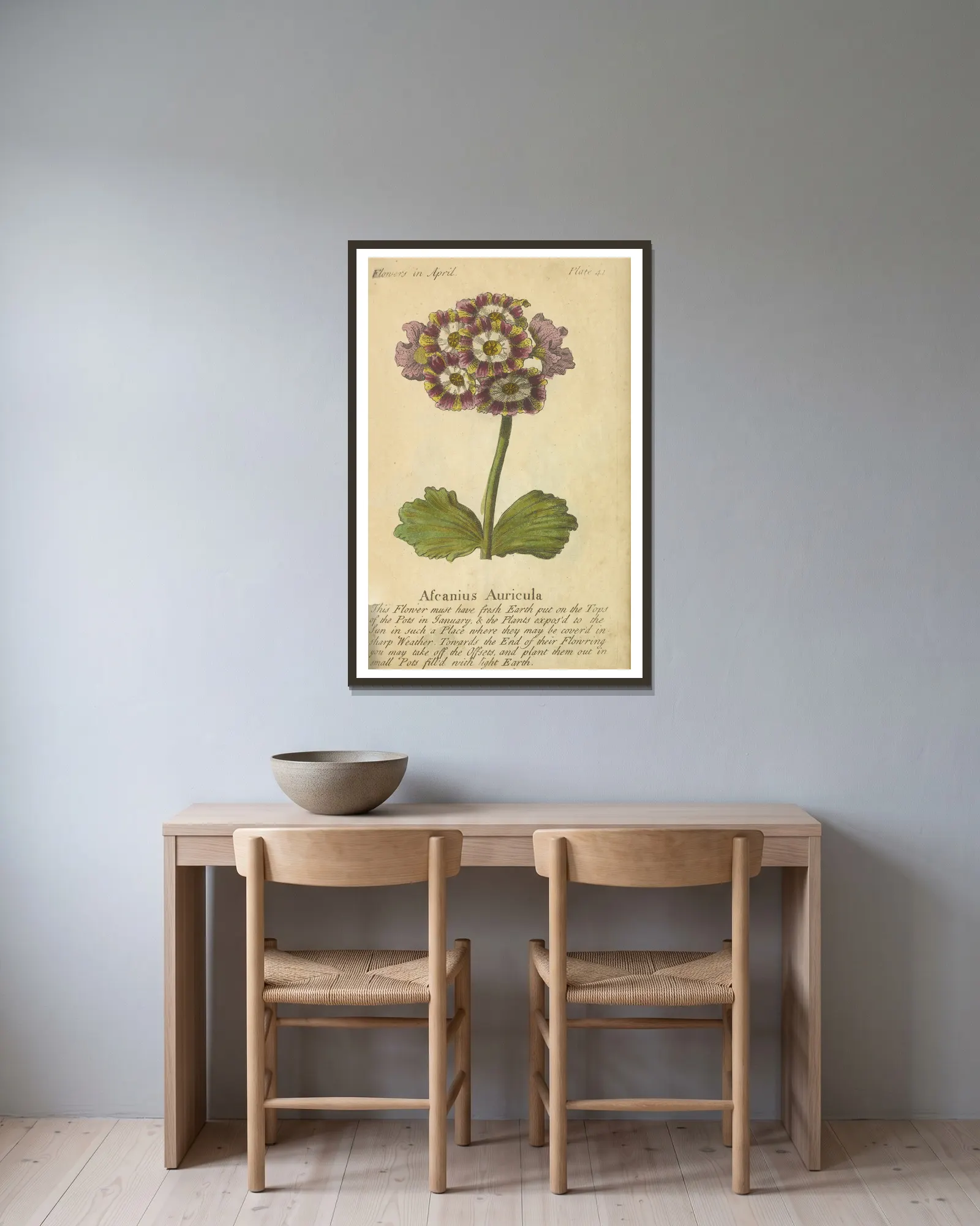 Ascanius Auricula av J. Duke inramad på en vägg