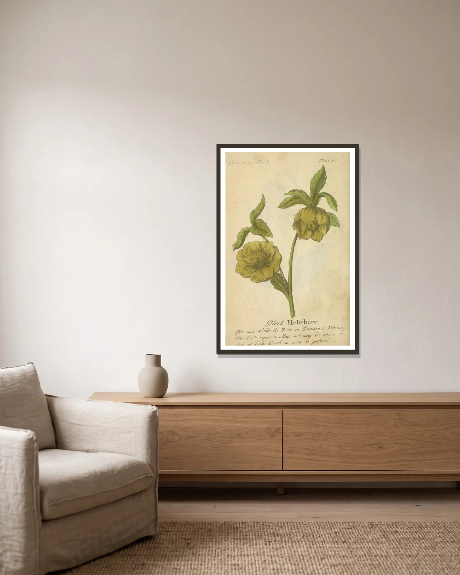 Black Hellebore av J. Duke inramad på en vägg