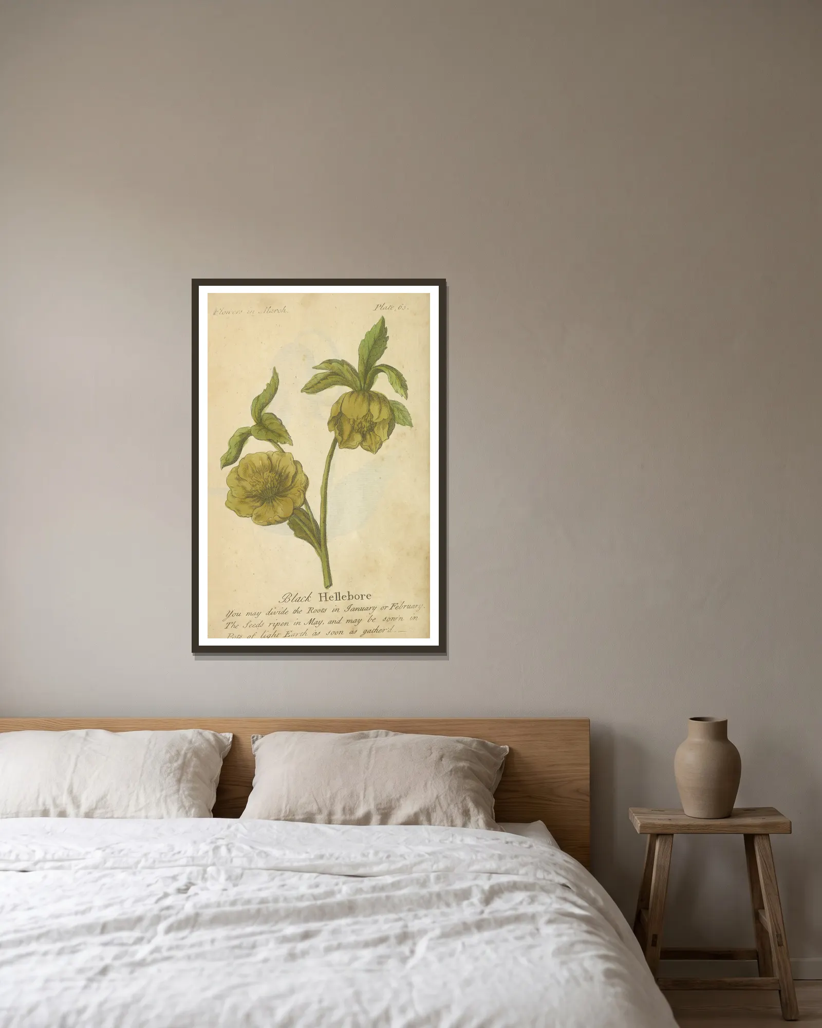 Black Hellebore av J. Duke inramad på en vägg