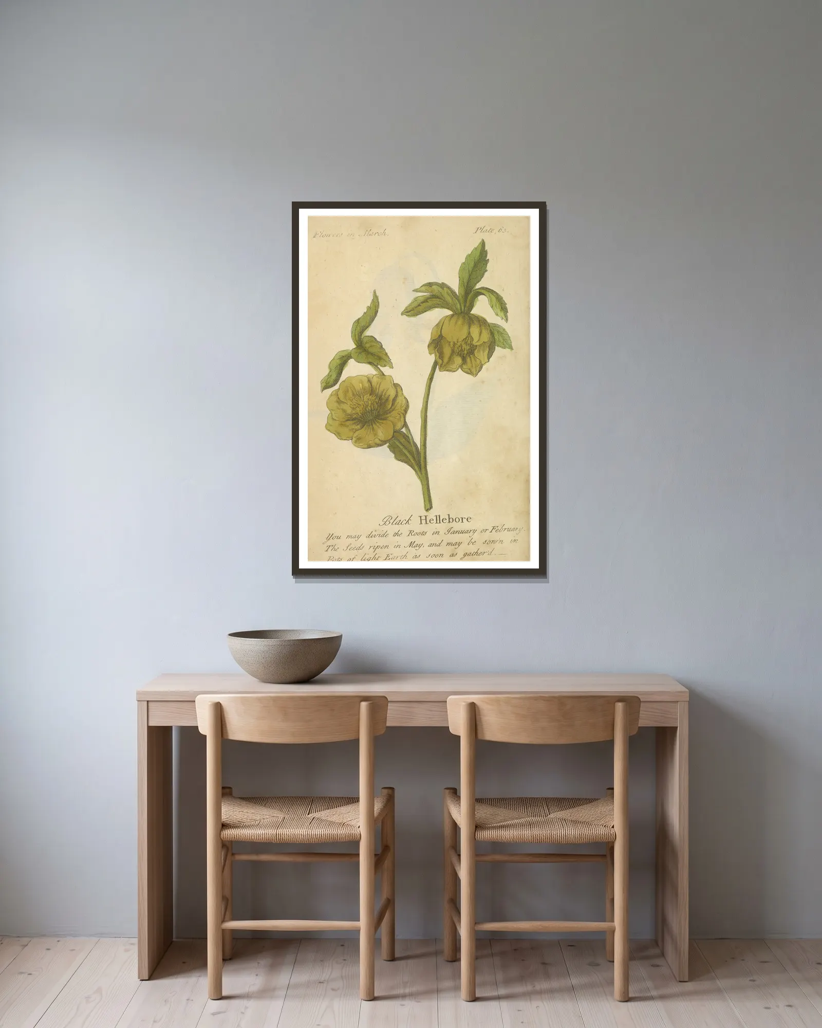 Black Hellebore av J. Duke inramad på en vägg