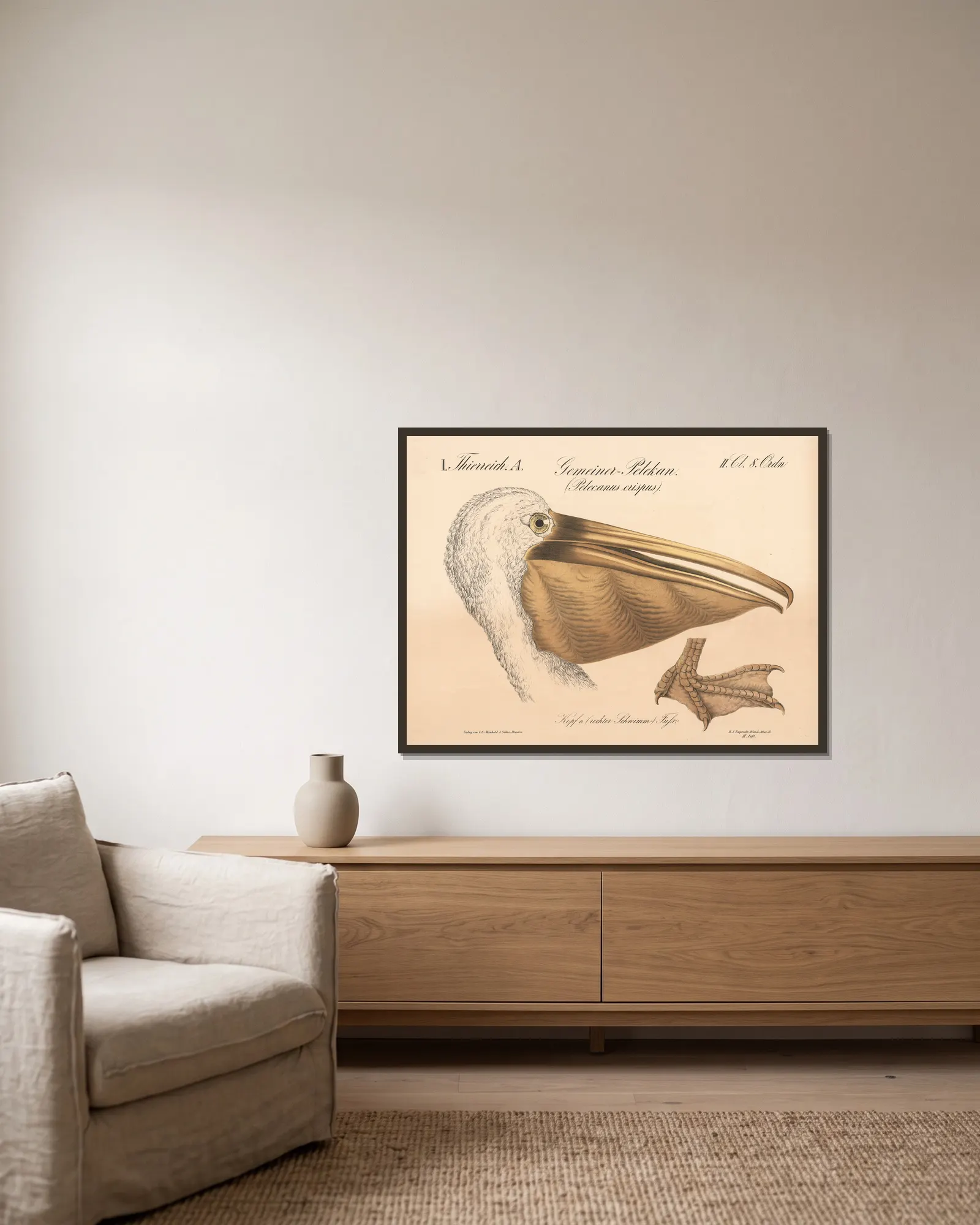 Gemeiner=Pelikan. (Pelecanus crispus) av H.J. Ruprecht inramad på en vägg