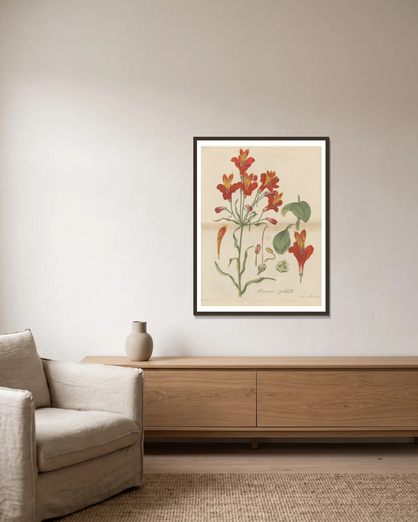 Alstroemeria pulchella av William Jackson Hooker inramad på en vägg