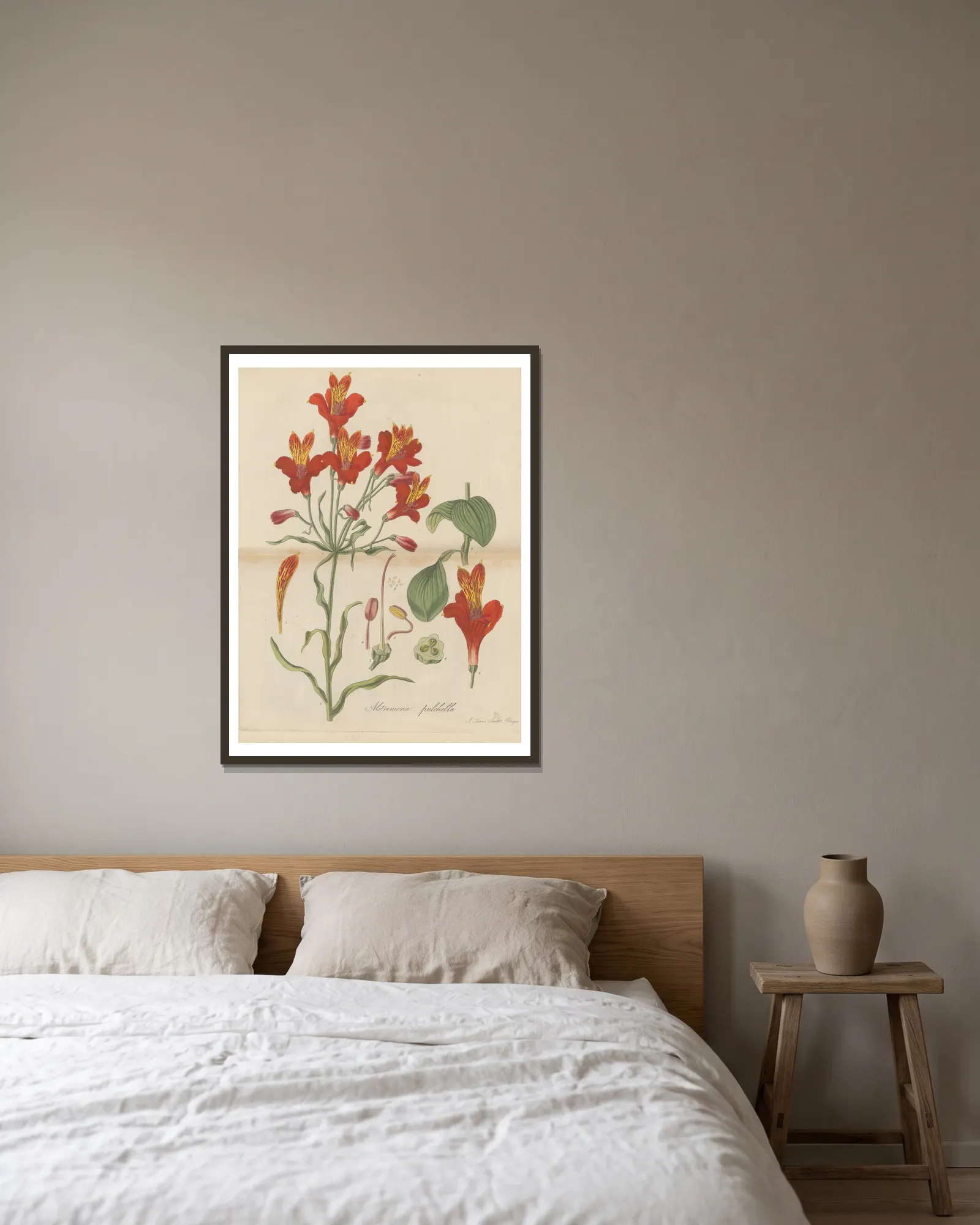 Alstroemeria pulchella av William Jackson Hooker inramad på en vägg