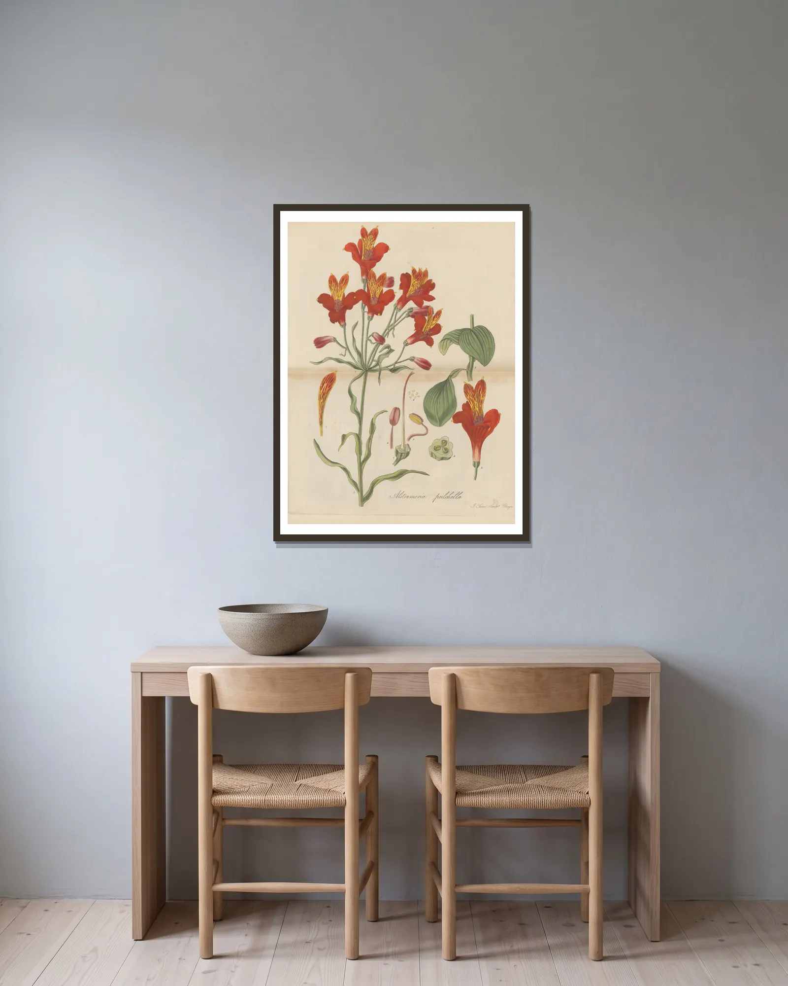 Alstroemeria pulchella av William Jackson Hooker inramad på en vägg