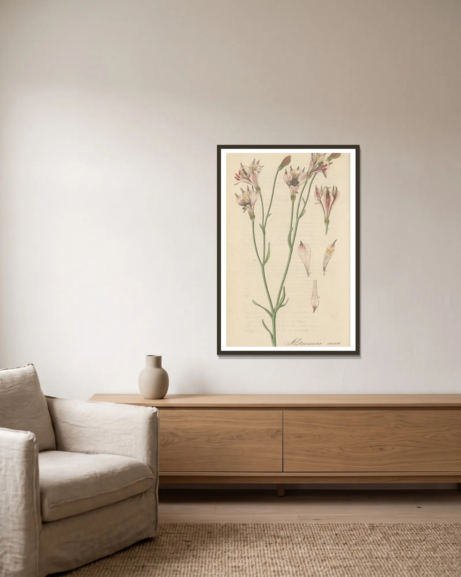 Alstroemeria rosea av William Jackson Hooker inramad på en vägg