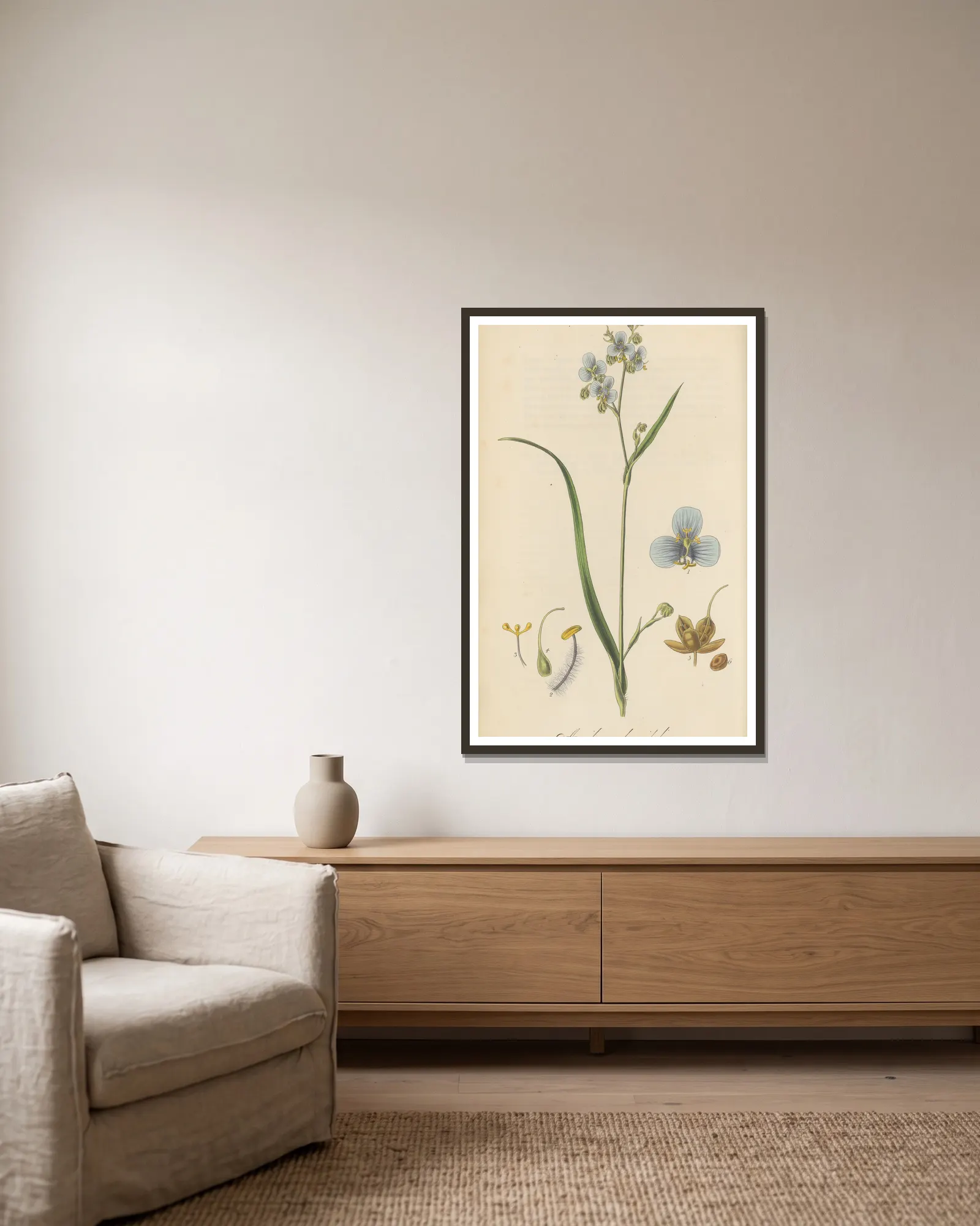 Aneilema longifolia av William Jackson Hooker inramad på en vägg