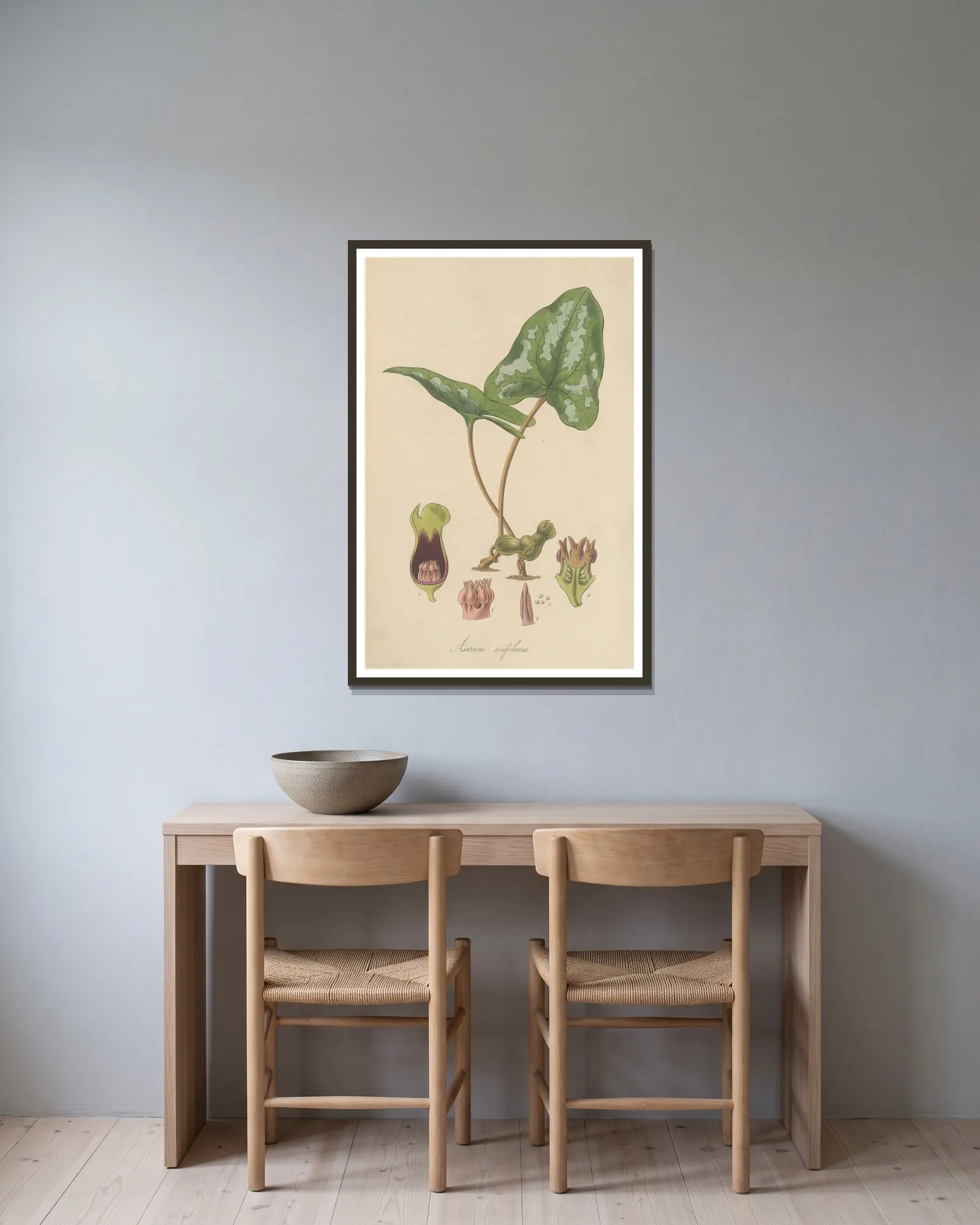 Asarum arifolium av William Jackson Hooker inramad på en vägg