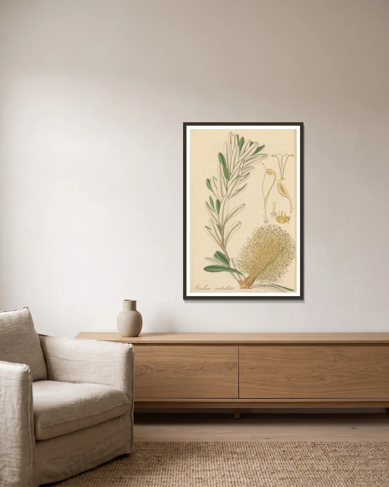 Banksia verticillata av William Jackson Hooker inramad på en vägg