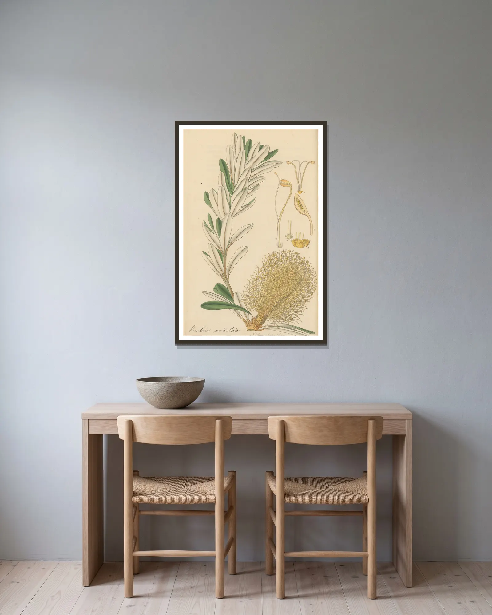 Banksia verticillata av William Jackson Hooker inramad på en vägg