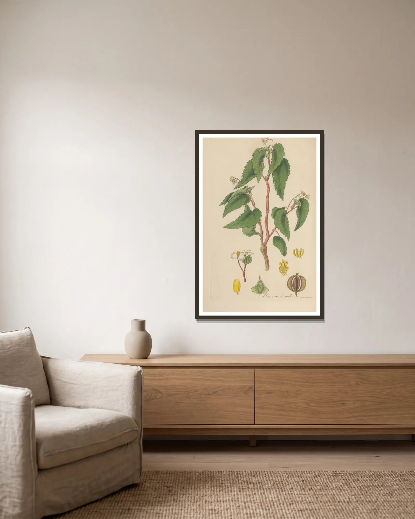 Begonia humilis av William Jackson Hooker inramad på en vägg