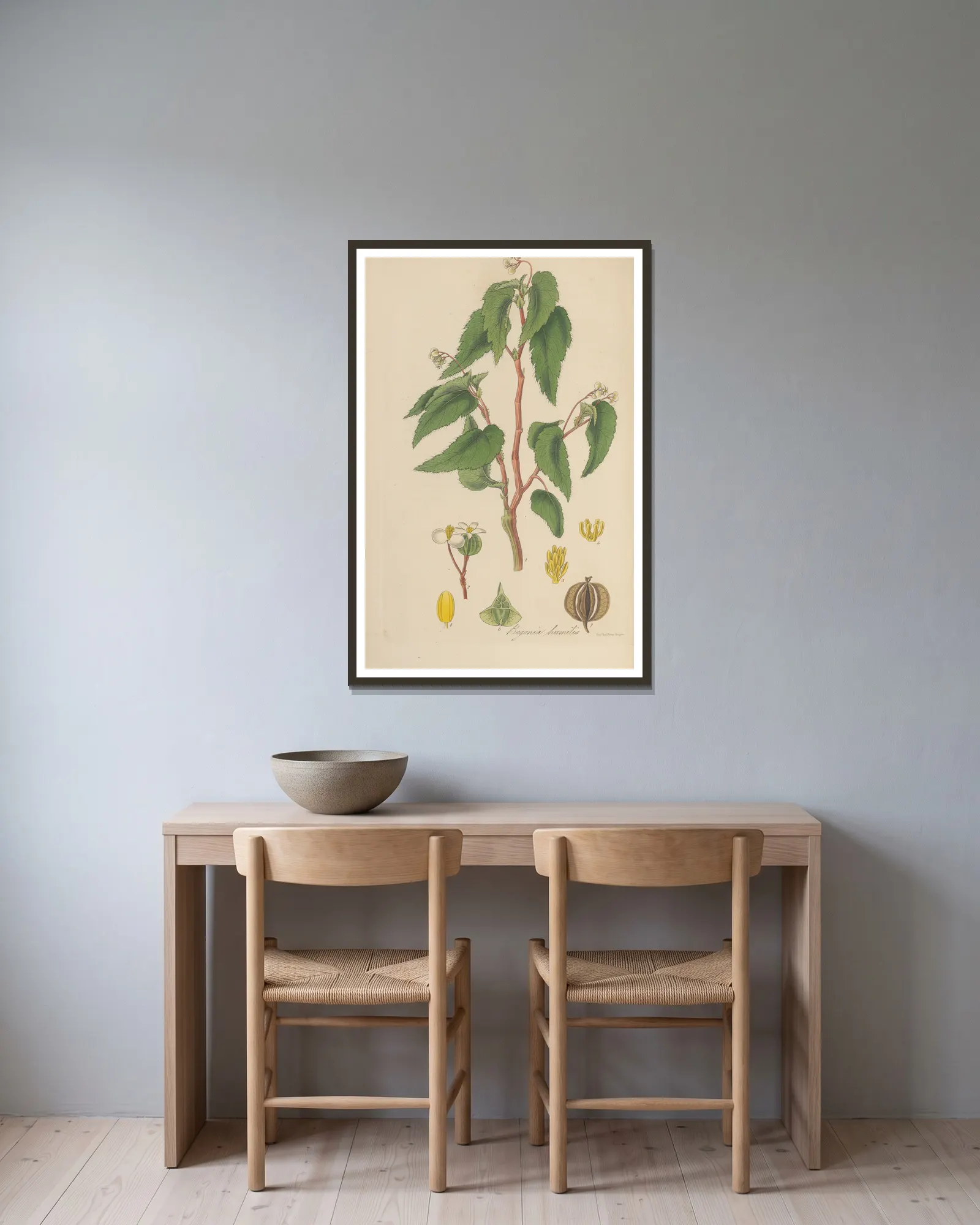 Begonia humilis av William Jackson Hooker inramad på en vägg
