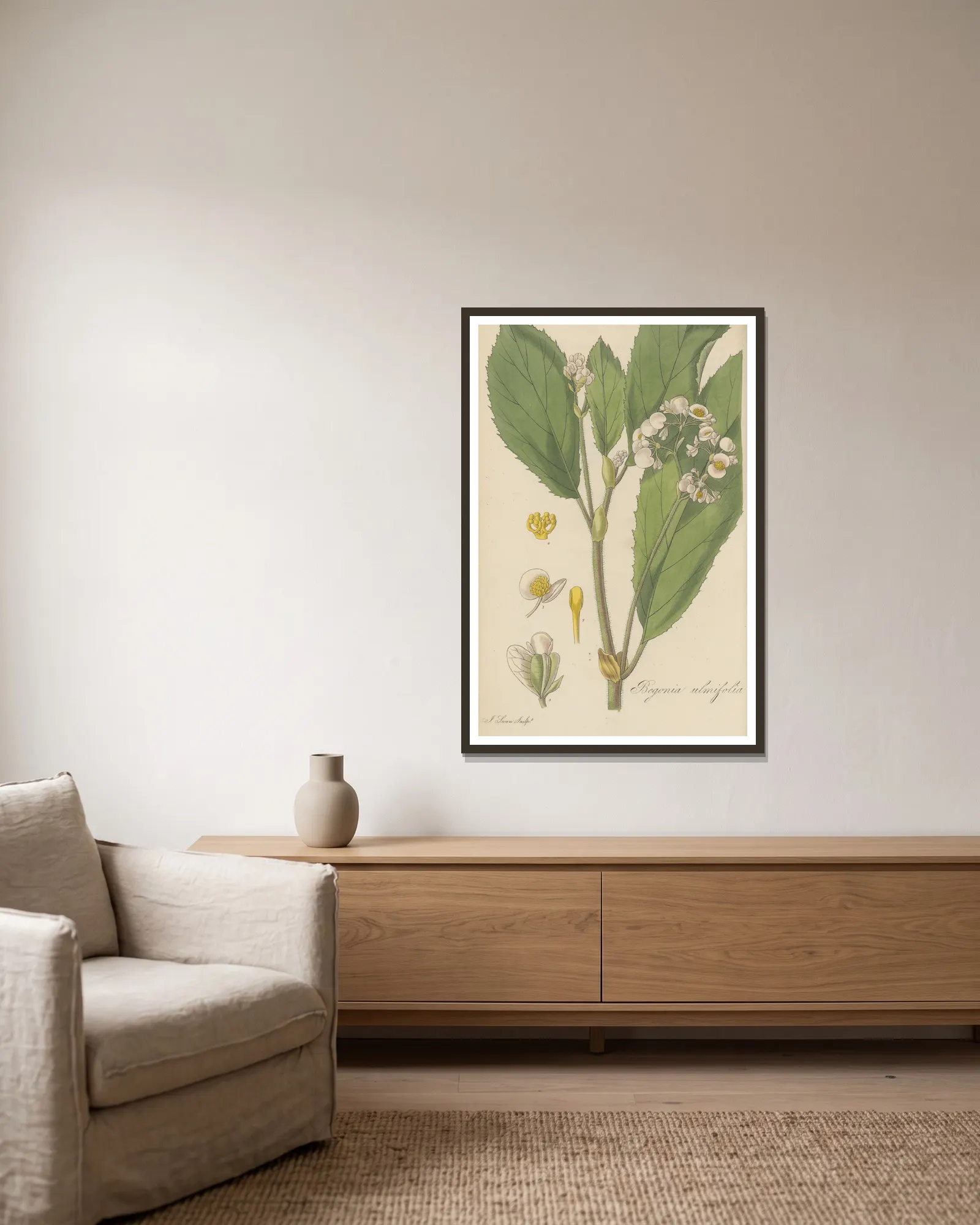 Begonia ulmifolia av William Jackson Hooker inramad på en vägg