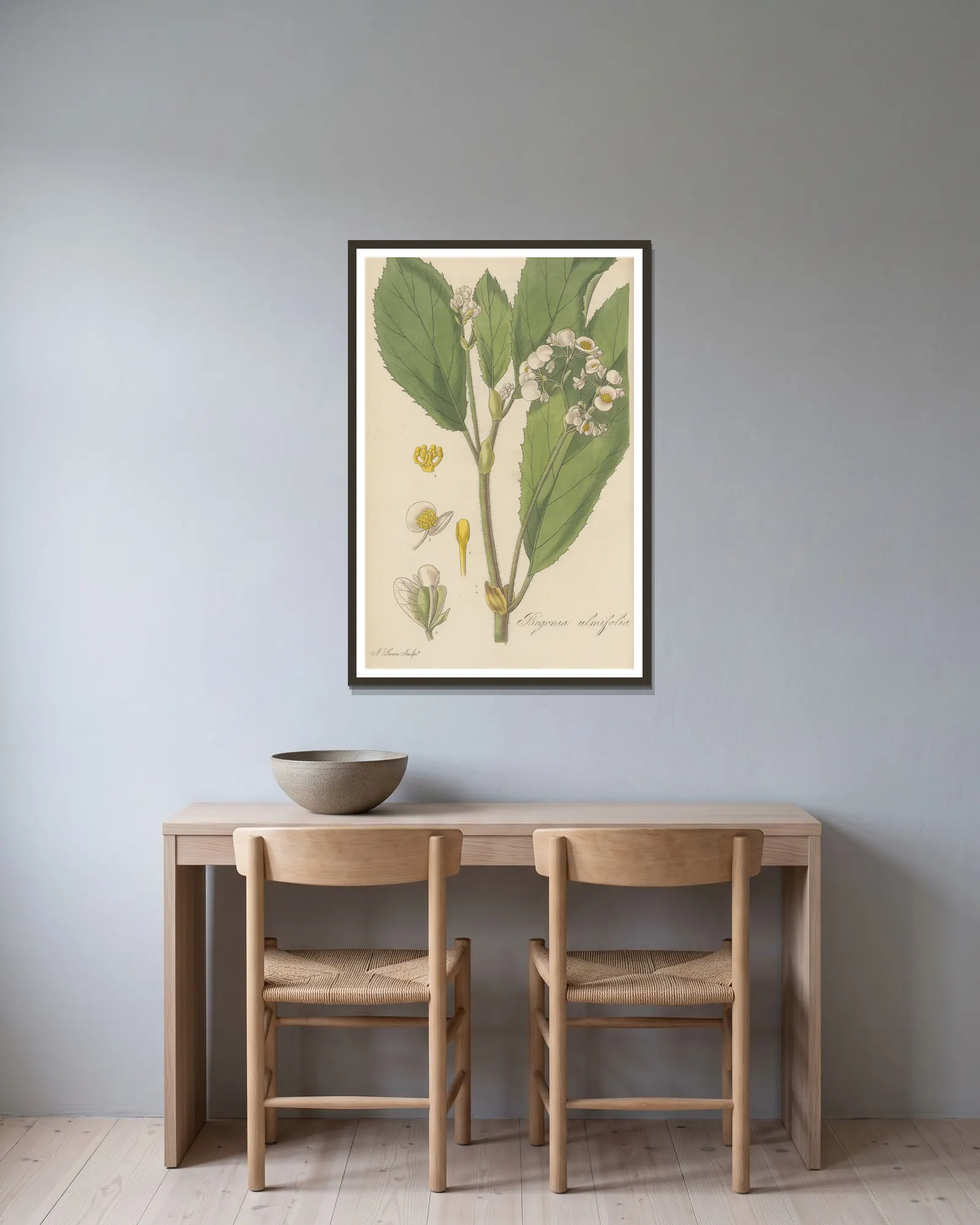 Begonia ulmifolia av William Jackson Hooker inramad på en vägg