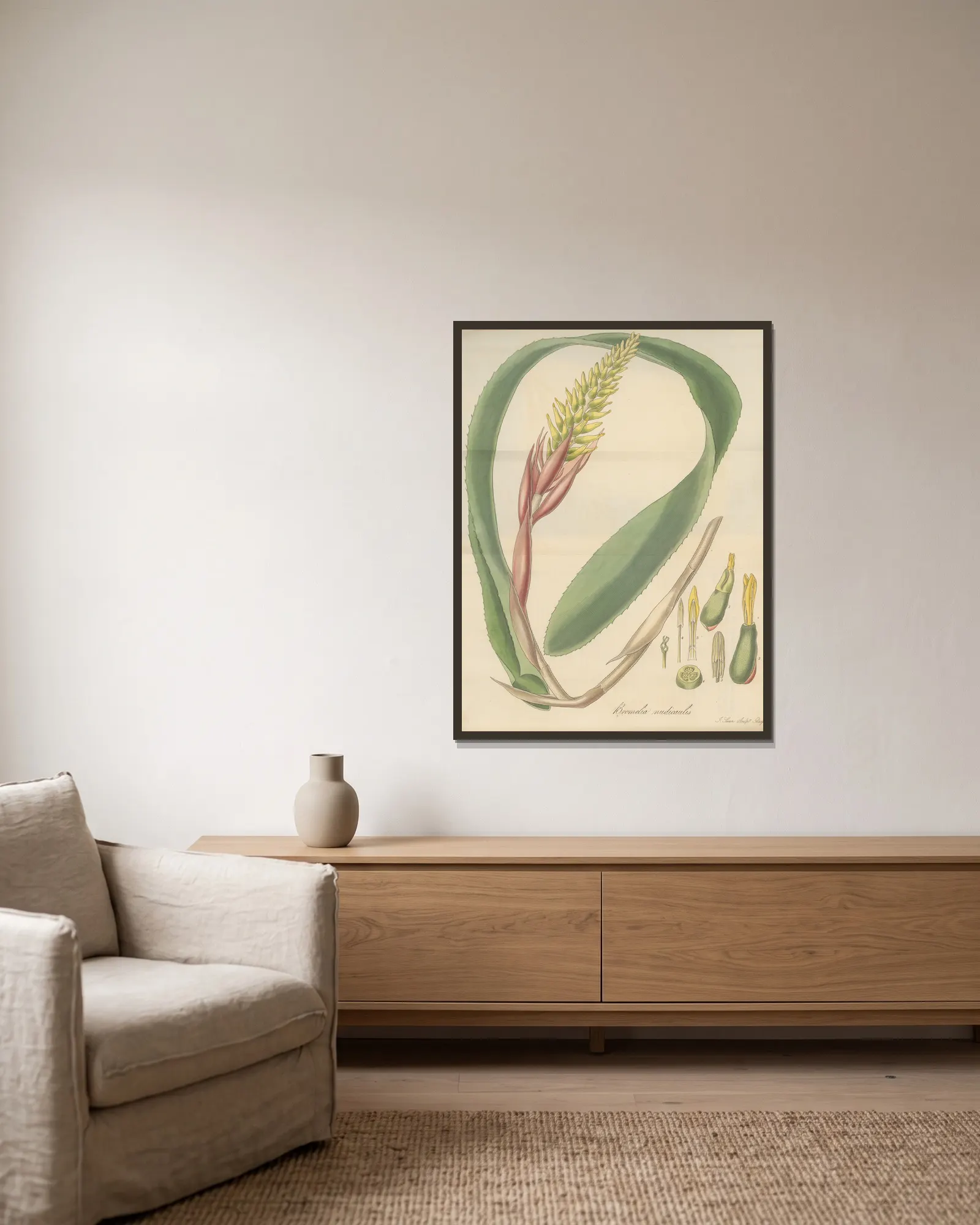 Bromelia nudicaulis av William Jackson Hooker inramad på en vägg