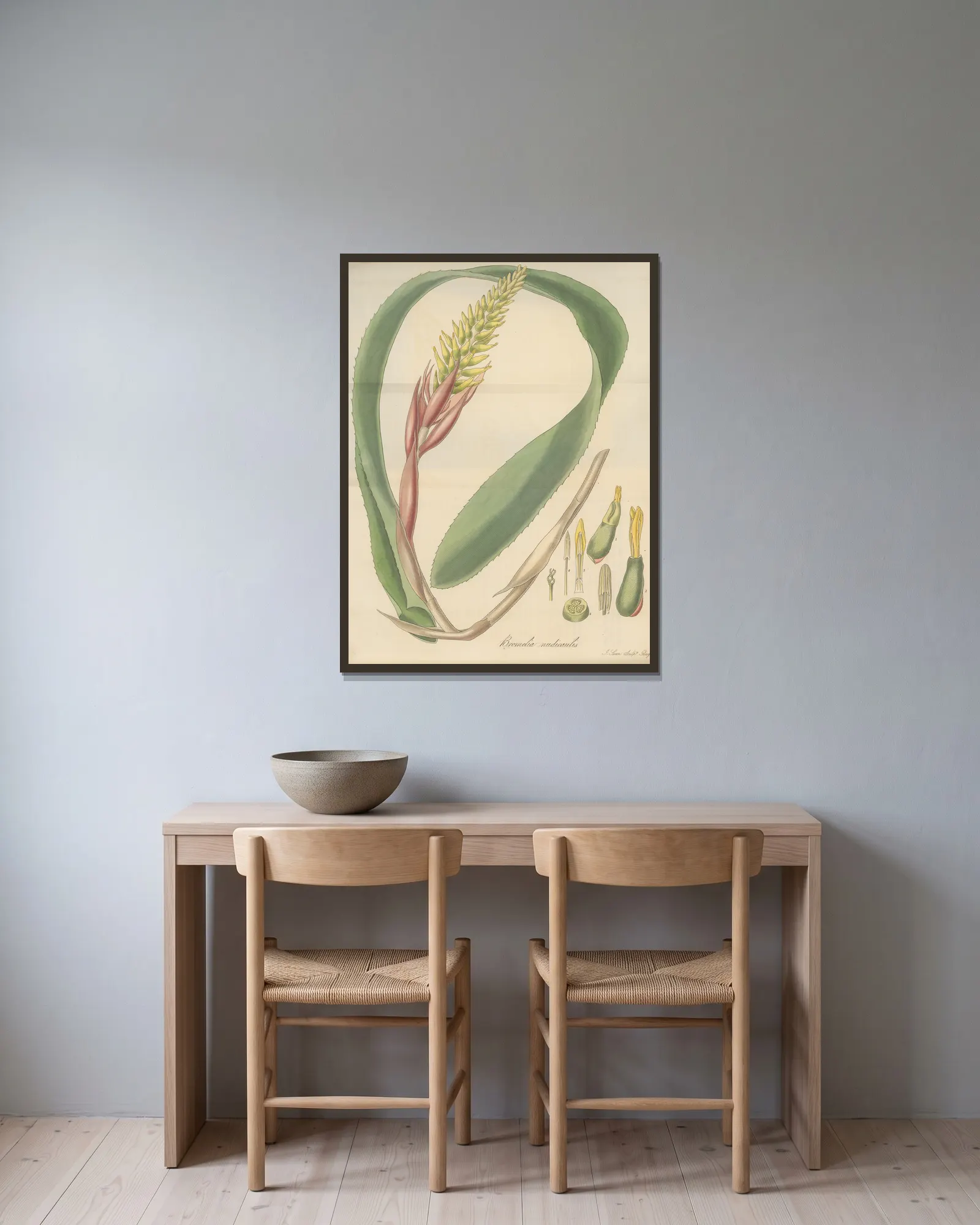 Bromelia nudicaulis av William Jackson Hooker inramad på en vägg