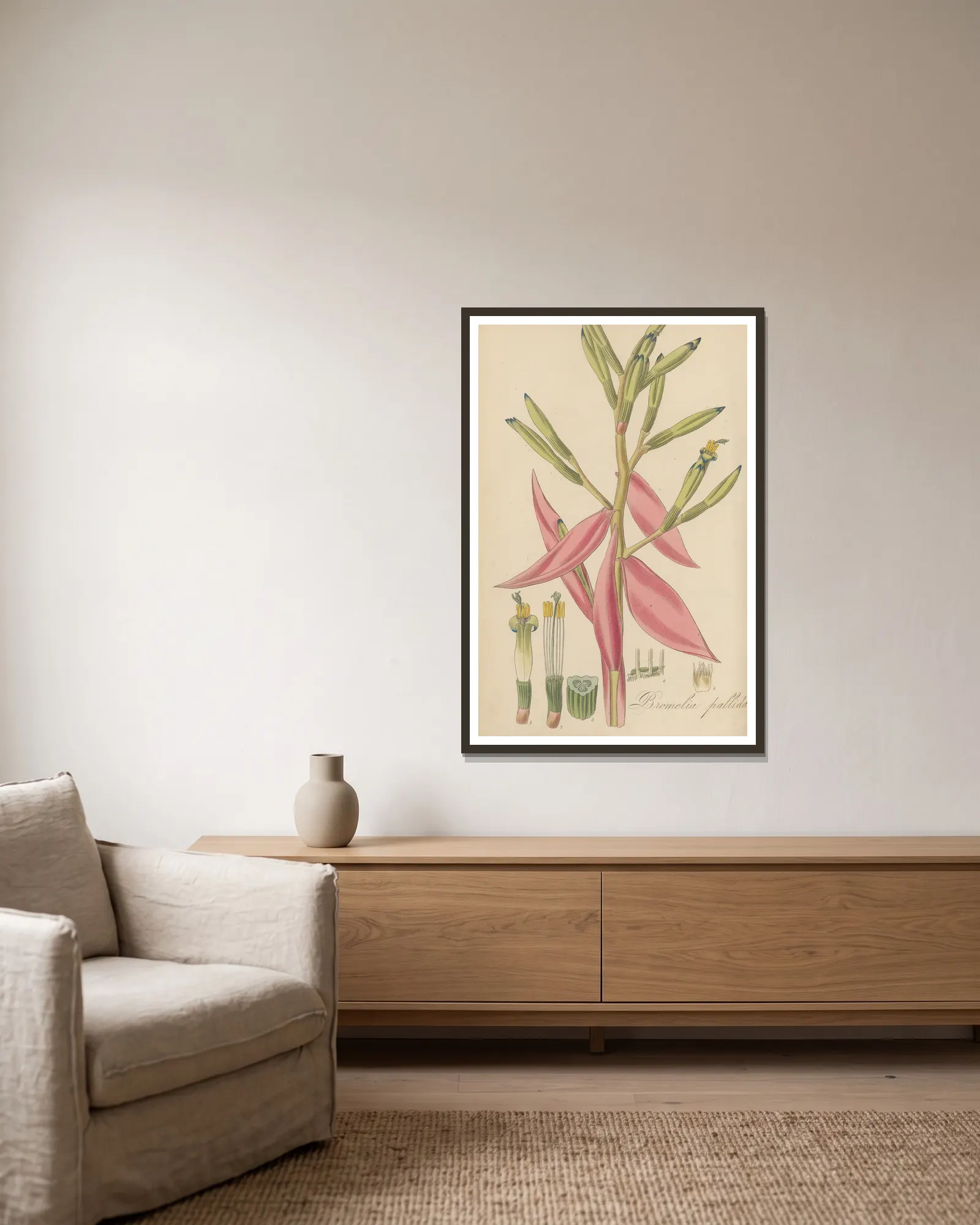 Bromelia pallida., 1823 – nr 1 av William Jackson Hooker inramad på en vägg