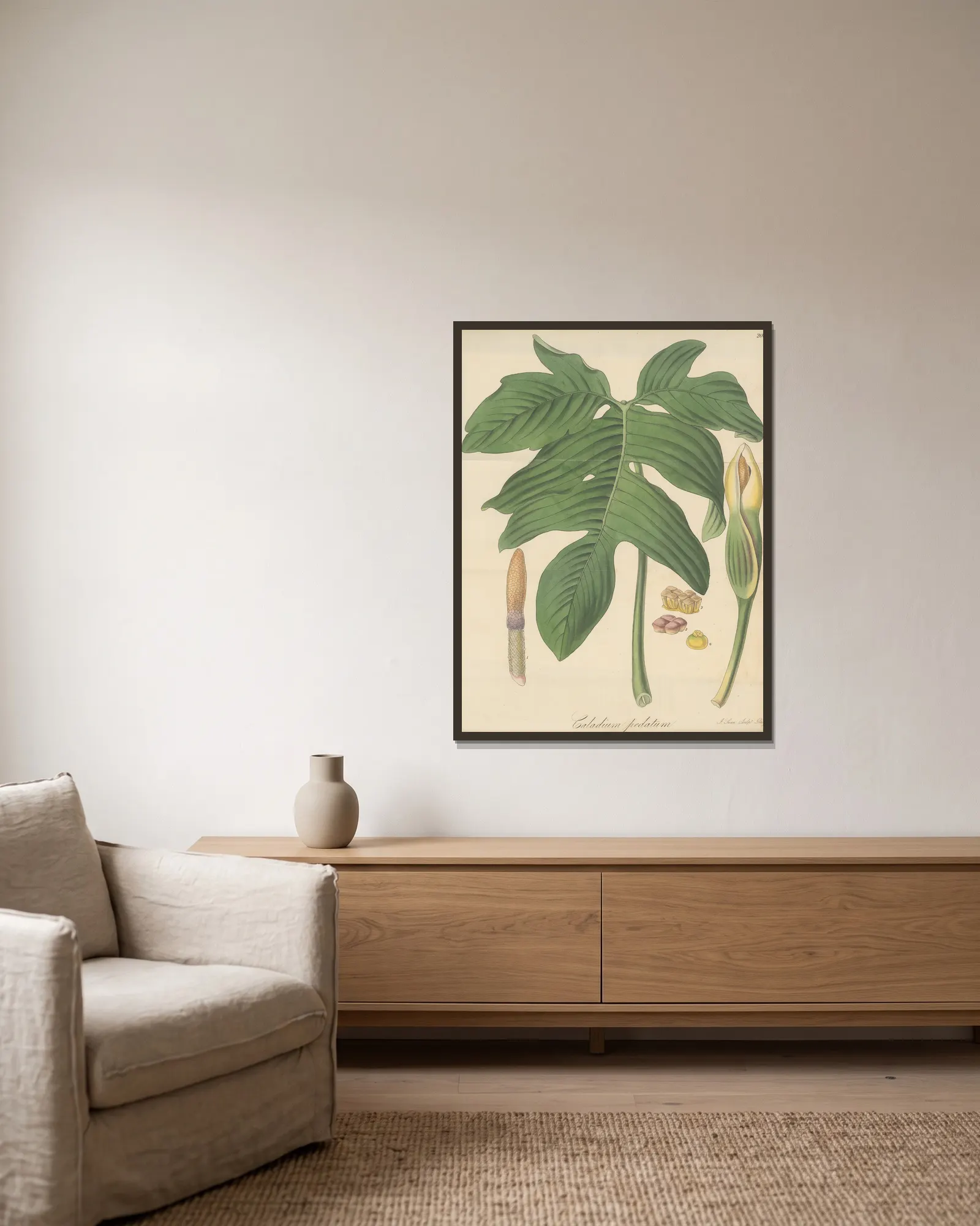 Caladium pedatum av William Jackson Hooker inramad på en vägg