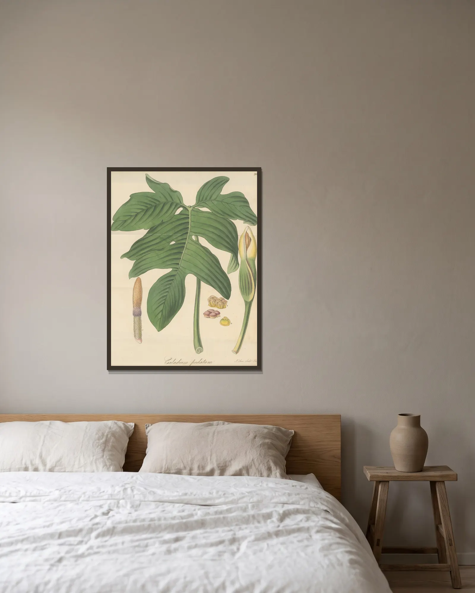 Caladium pedatum av William Jackson Hooker inramad på en vägg