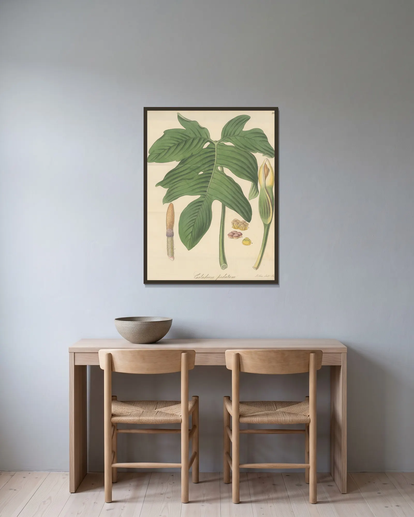 Caladium pedatum av William Jackson Hooker inramad på en vägg