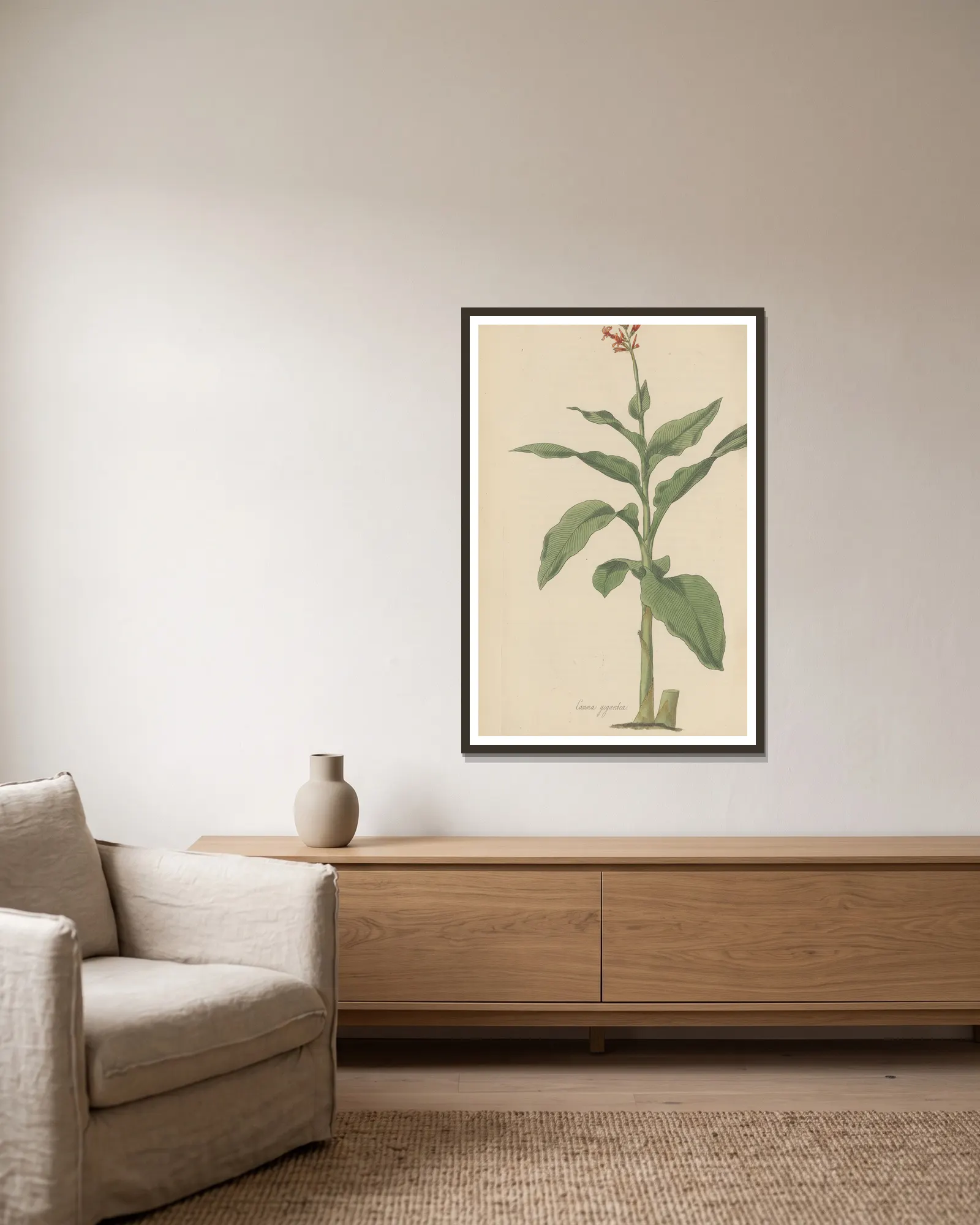 Canna gigantea, 1823 – nr 2 av William Jackson Hooker inramad på en vägg