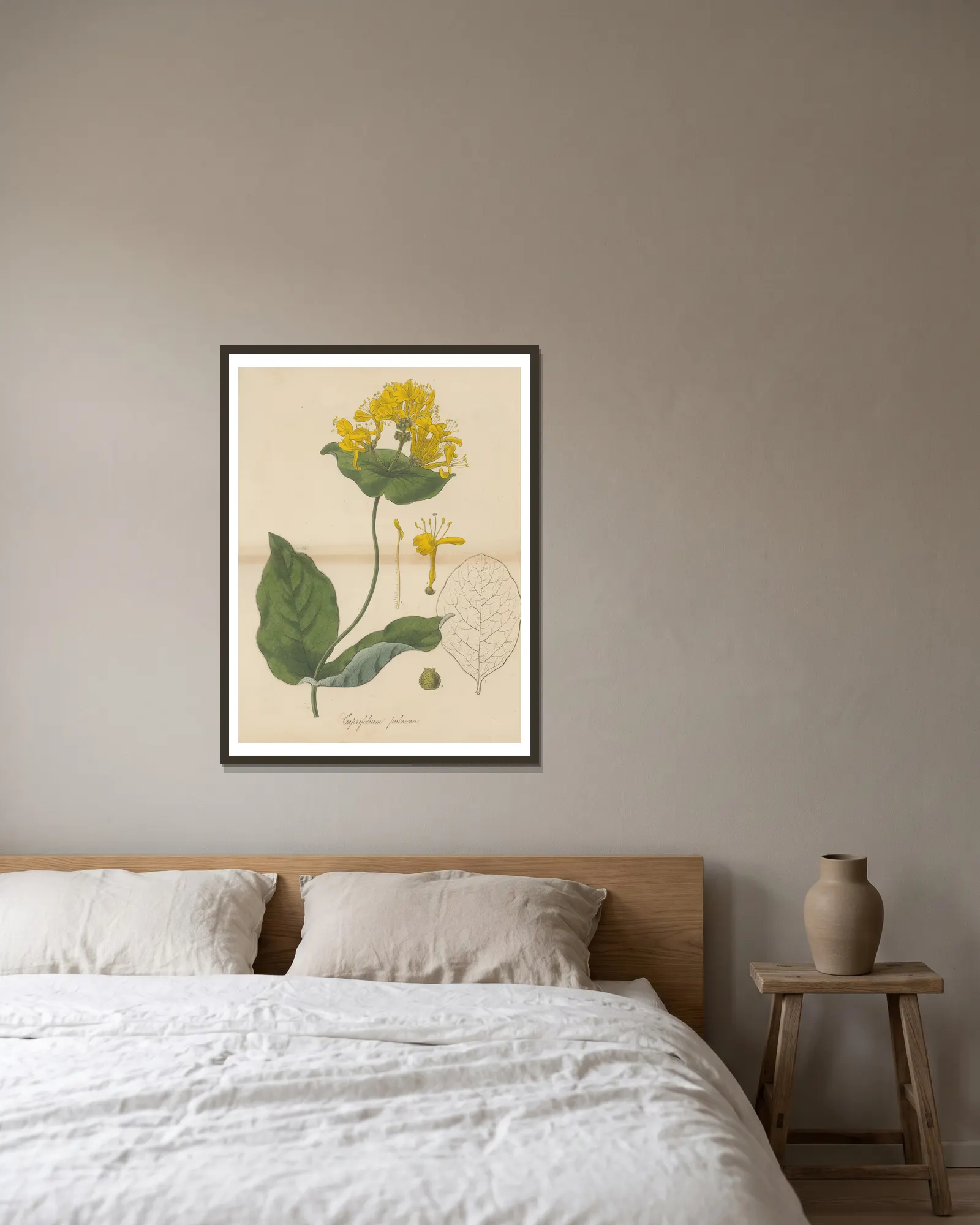 Caprifolium pubescens av William Jackson Hooker inramad på en vägg