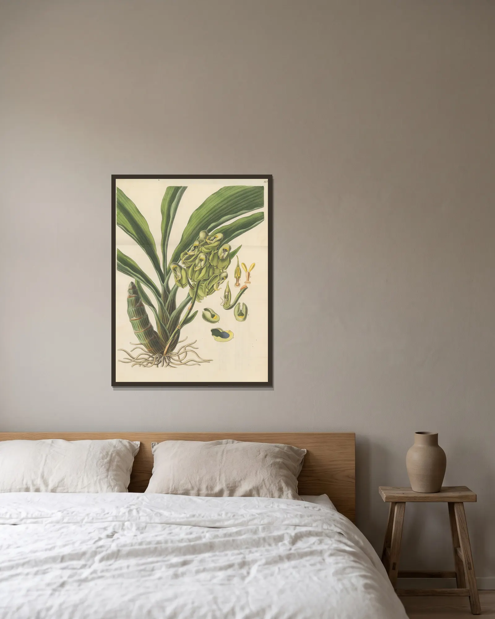Catasetum semiapertum av William Jackson Hooker inramad på en vägg