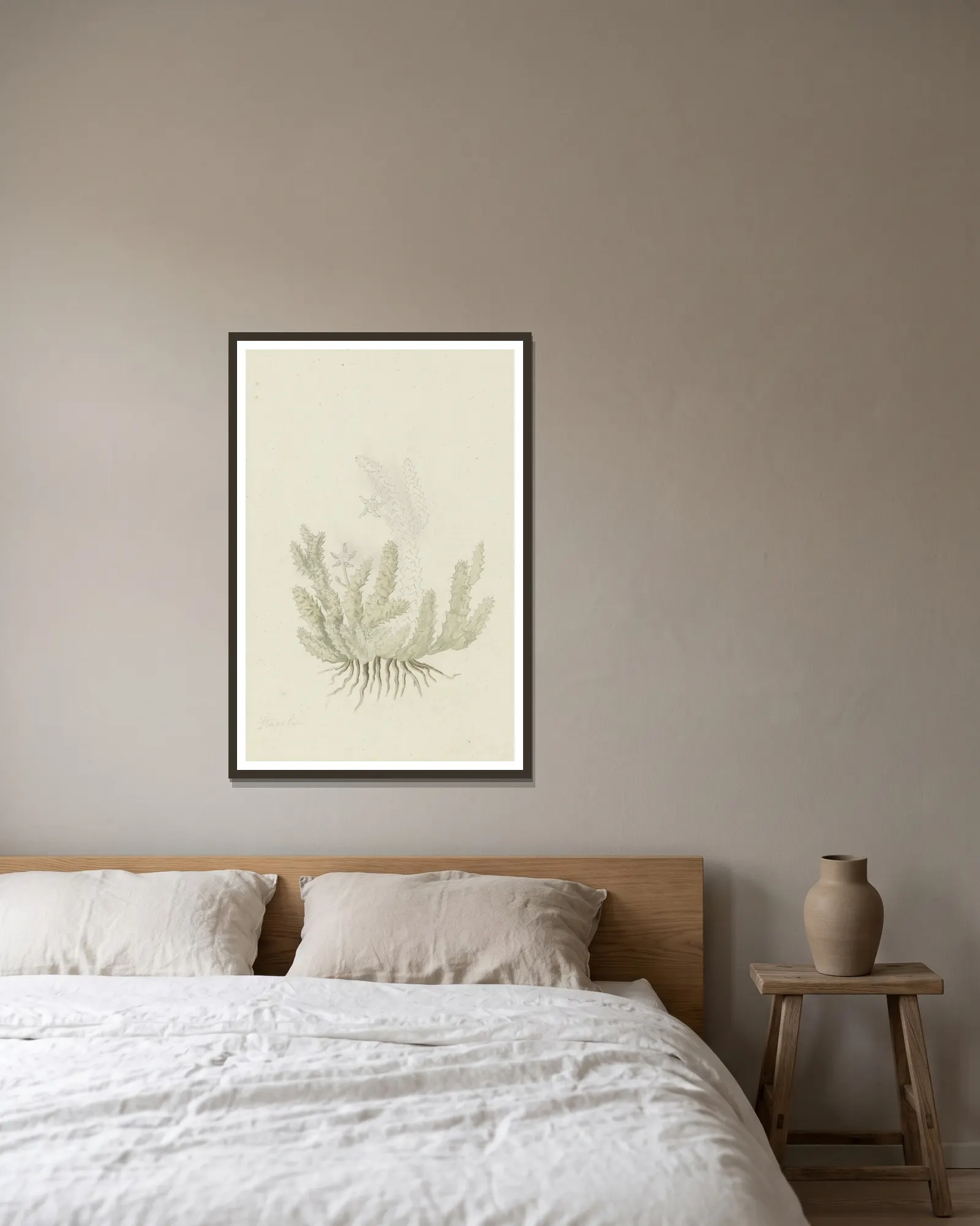 Duvalia caespitosa (Masson) Haw (Milkweed) av Robert Jacob Gordon inramad på en vägg