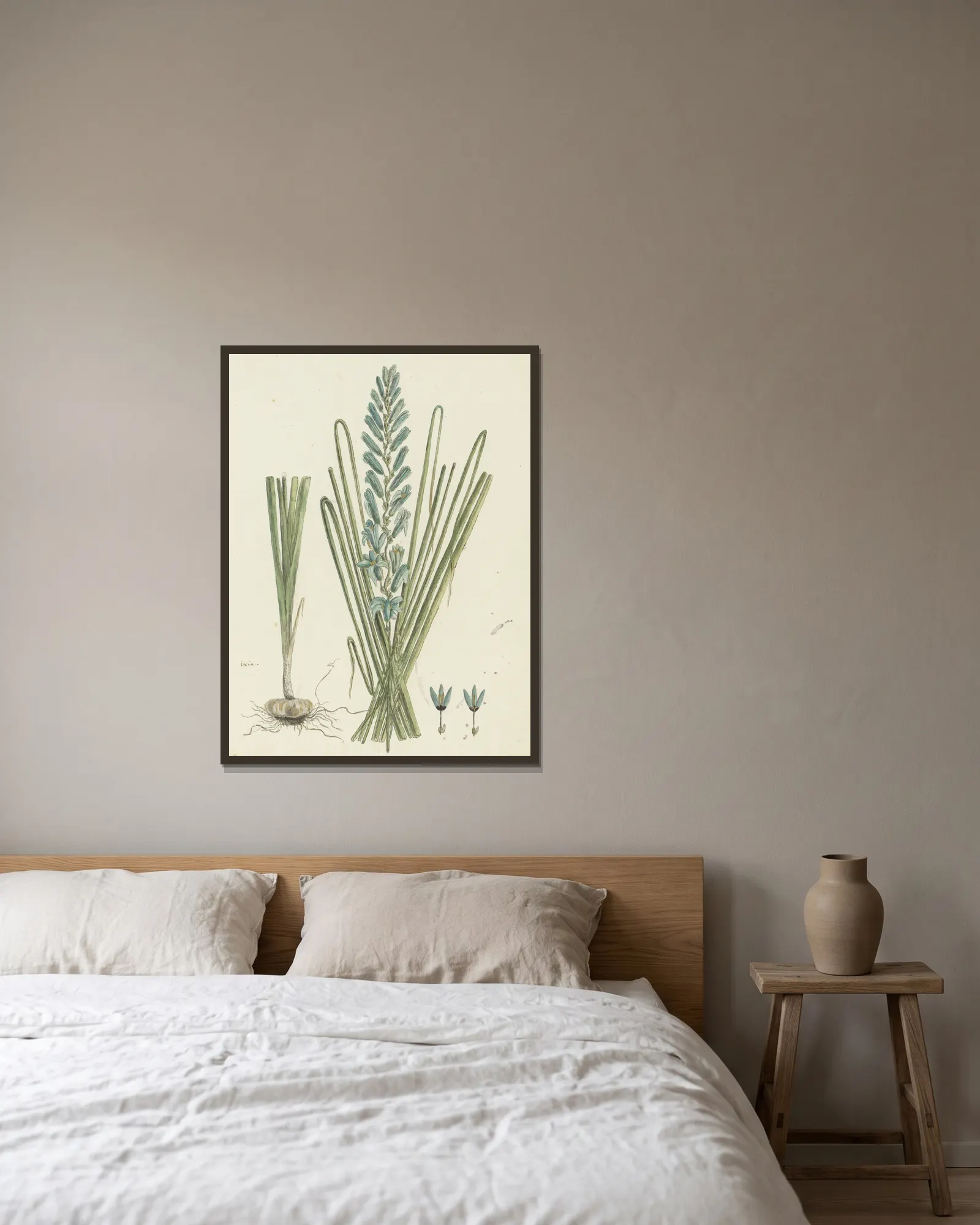 Ixia viridiflora Larn. (Turqoise ixia) av Robert Jacob Gordon inramad på en vägg