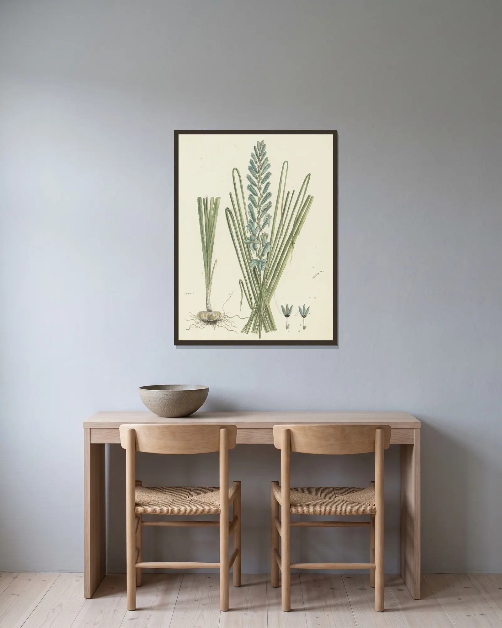Ixia viridiflora Larn. (Turqoise ixia) av Robert Jacob Gordon inramad på en vägg