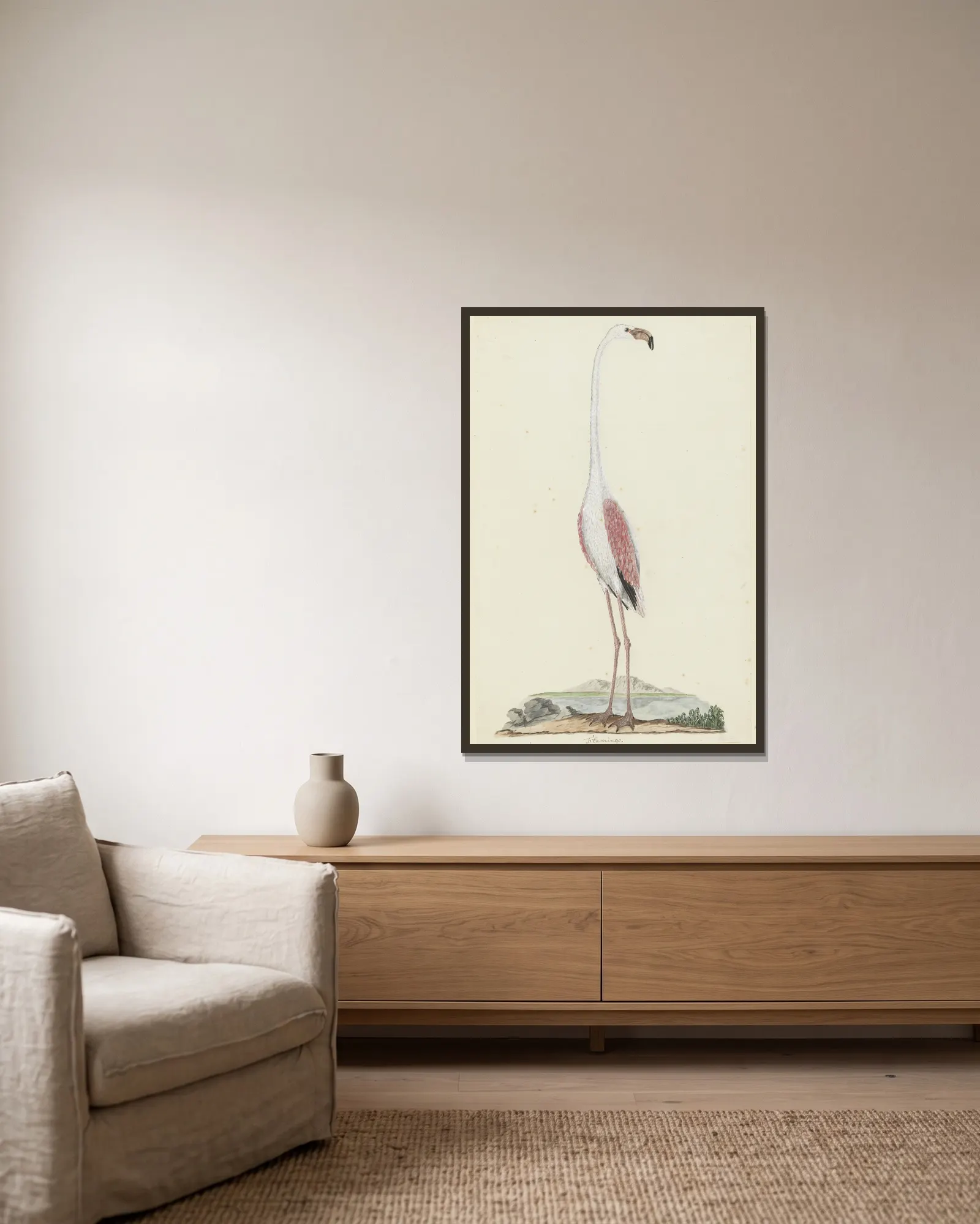 Phoenicopterus ruber roseus (Greater flamingo) av Robert Jacob Gordon inramad på en vägg