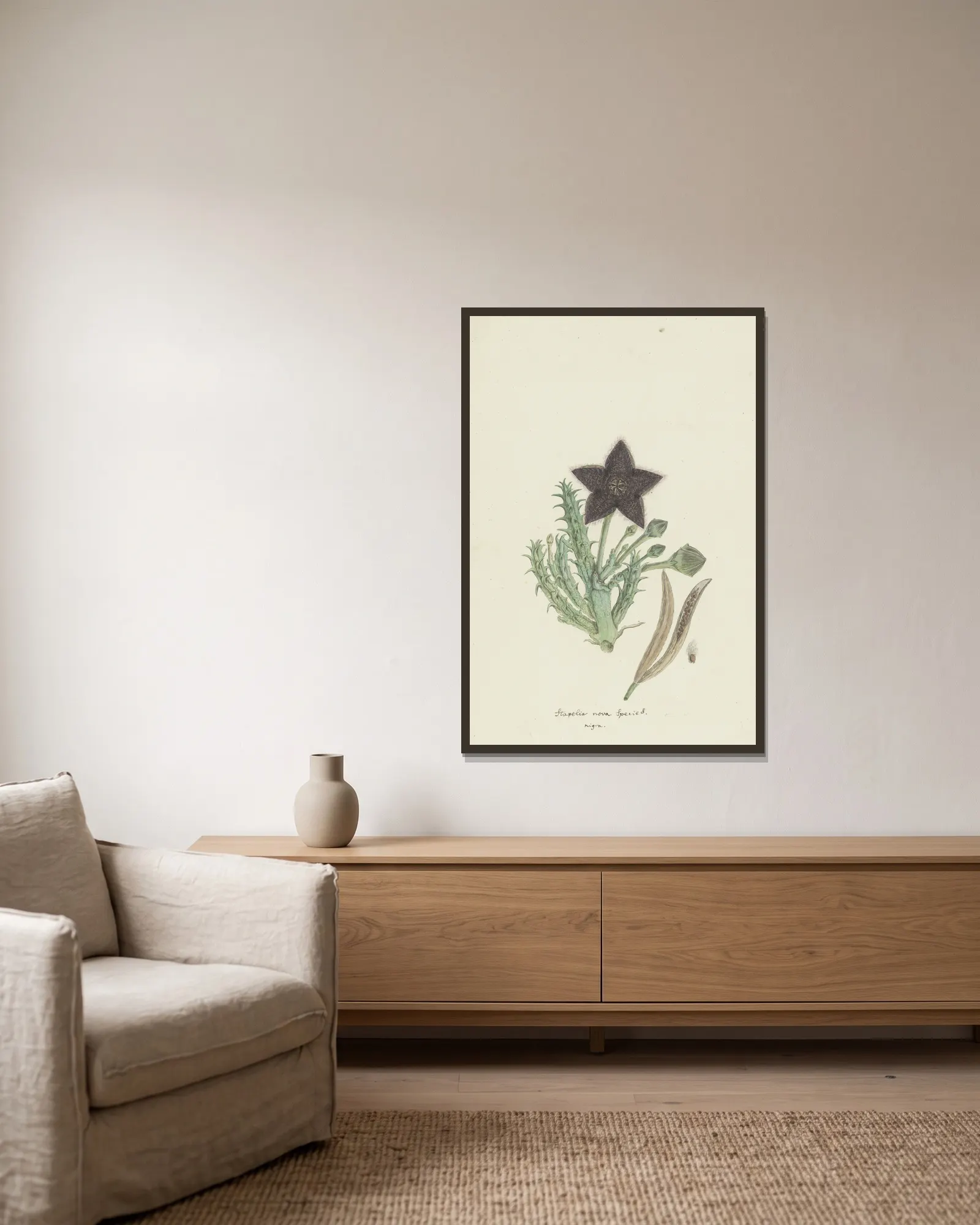 Tridentea gemmiflora (Masson) Haw.(Stapelia gemmiflora) av Robert Jacob Gordon inramad på en vägg