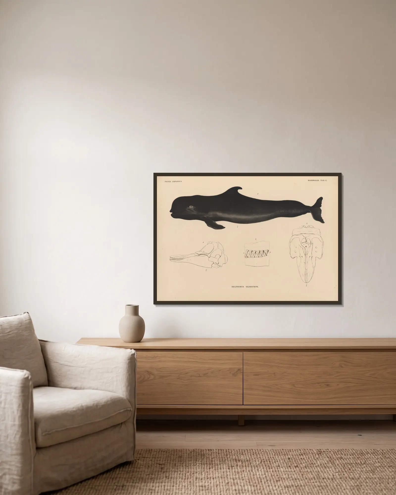 Delphinus Globiceps av Coenraad Jacob Temminck inramad på en vägg