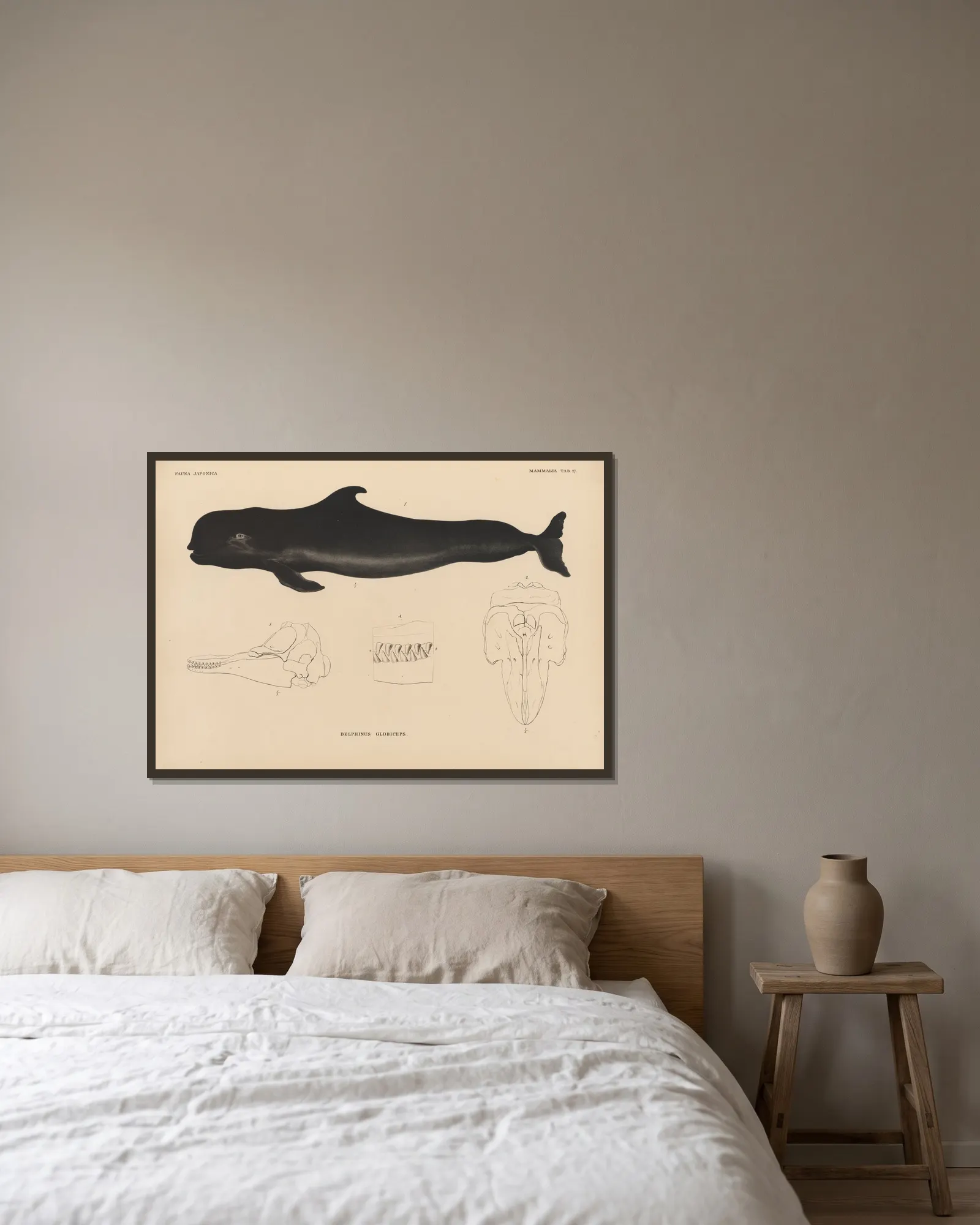 Delphinus Globiceps av Coenraad Jacob Temminck inramad på en vägg