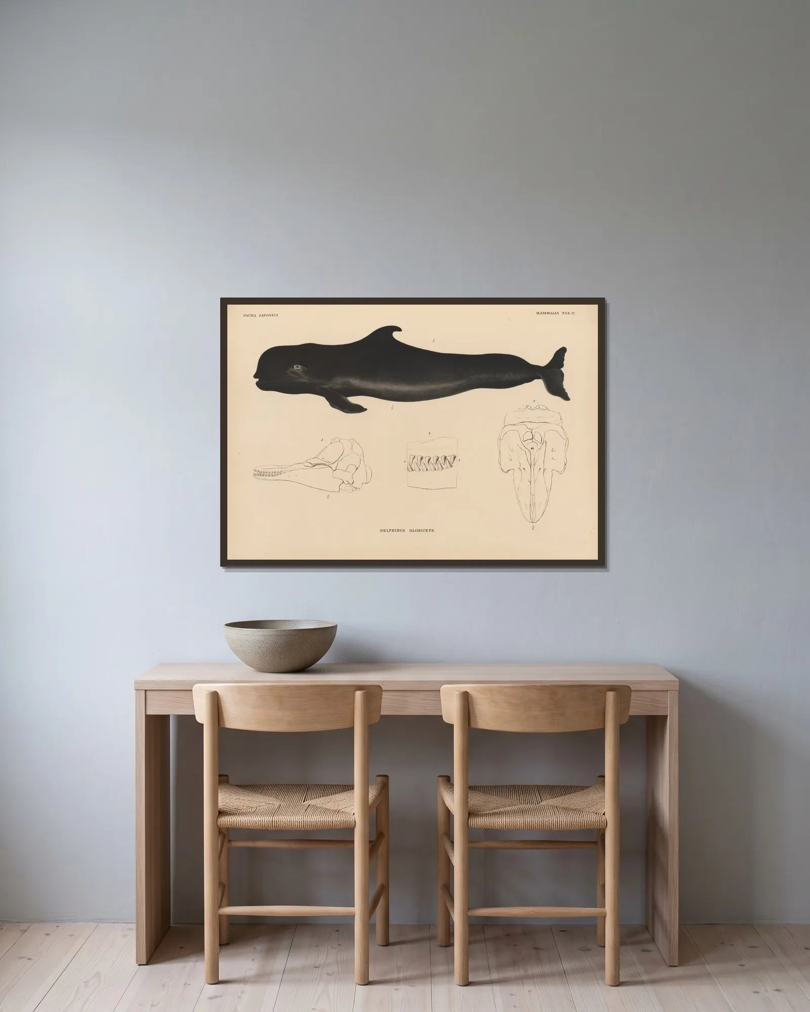 Delphinus Globiceps av Coenraad Jacob Temminck inramad på en vägg