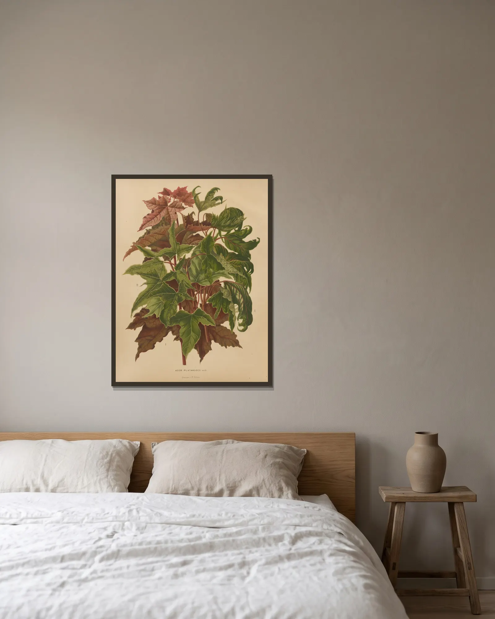 Acer Platanoides Var. av Abraham Jacobus Wendel inramad på en vägg