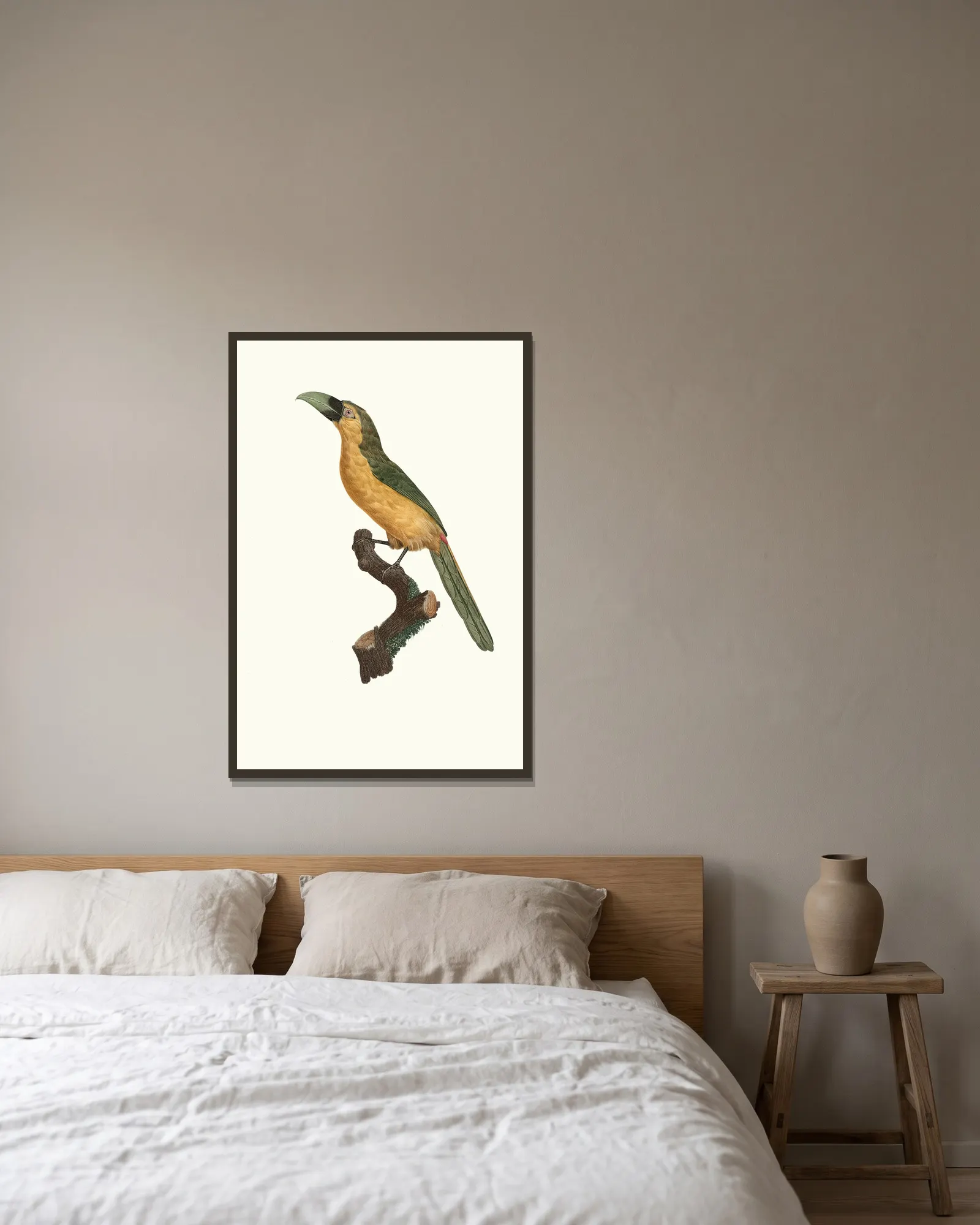 L’Aracari baillon. av Jacques Barraband inramad på en vägg