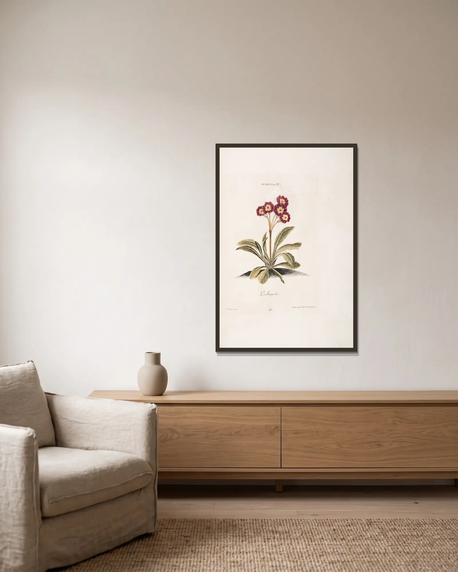 Auricula IV. La Superbe av Christoph Jakob Trew inramad på en vägg