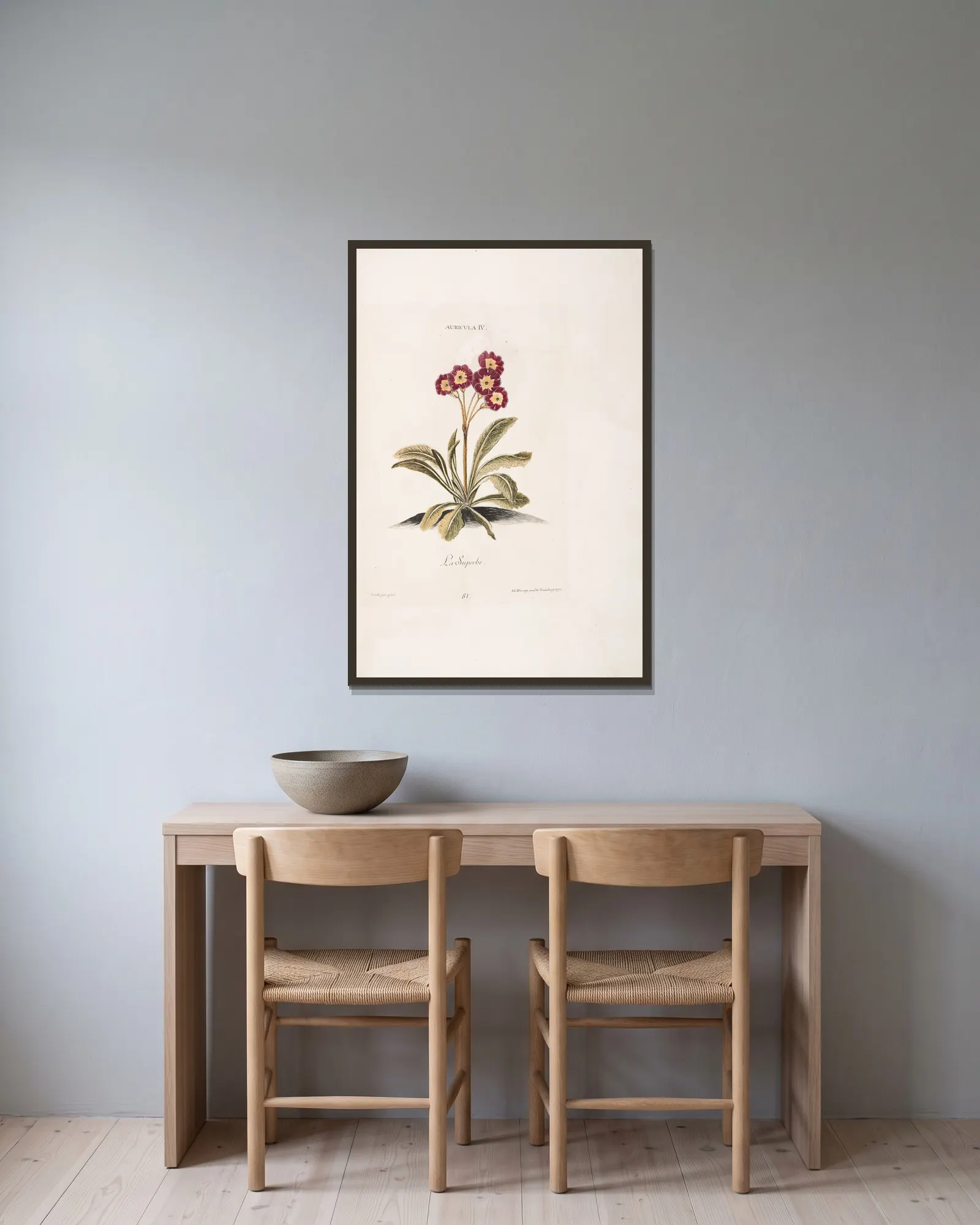Auricula IV. La Superbe av Christoph Jakob Trew inramad på en vägg