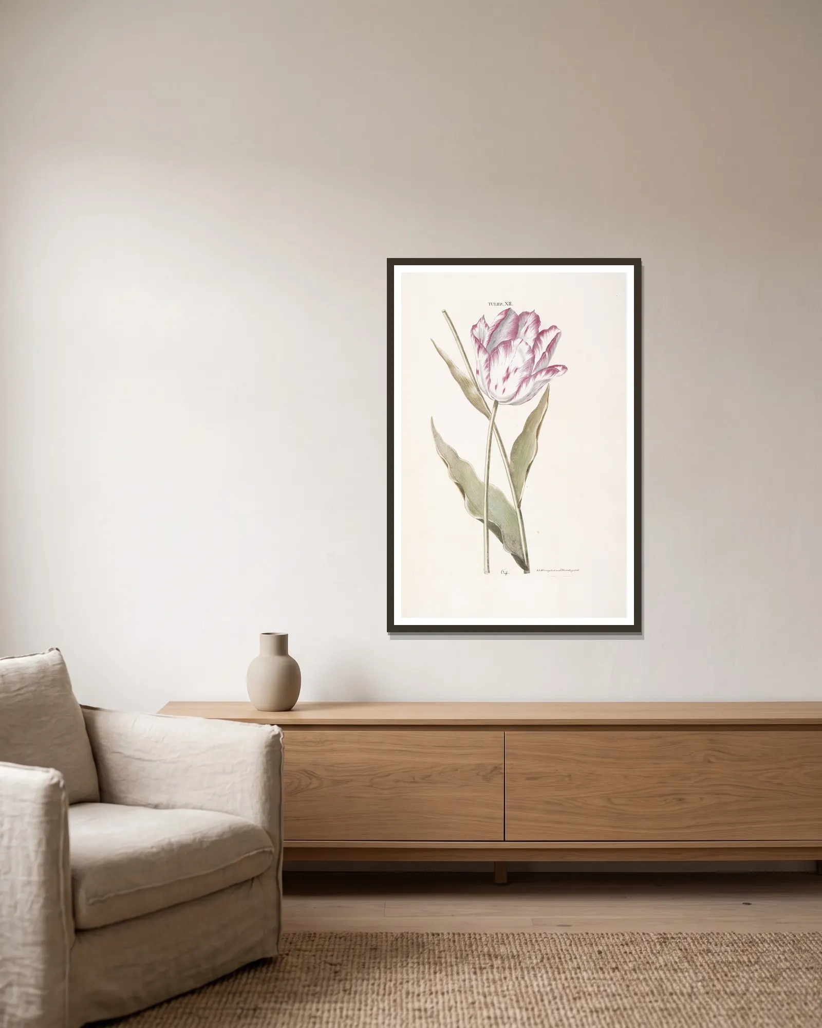 Tulipa XII av Christoph Jakob Trew inramad på en vägg