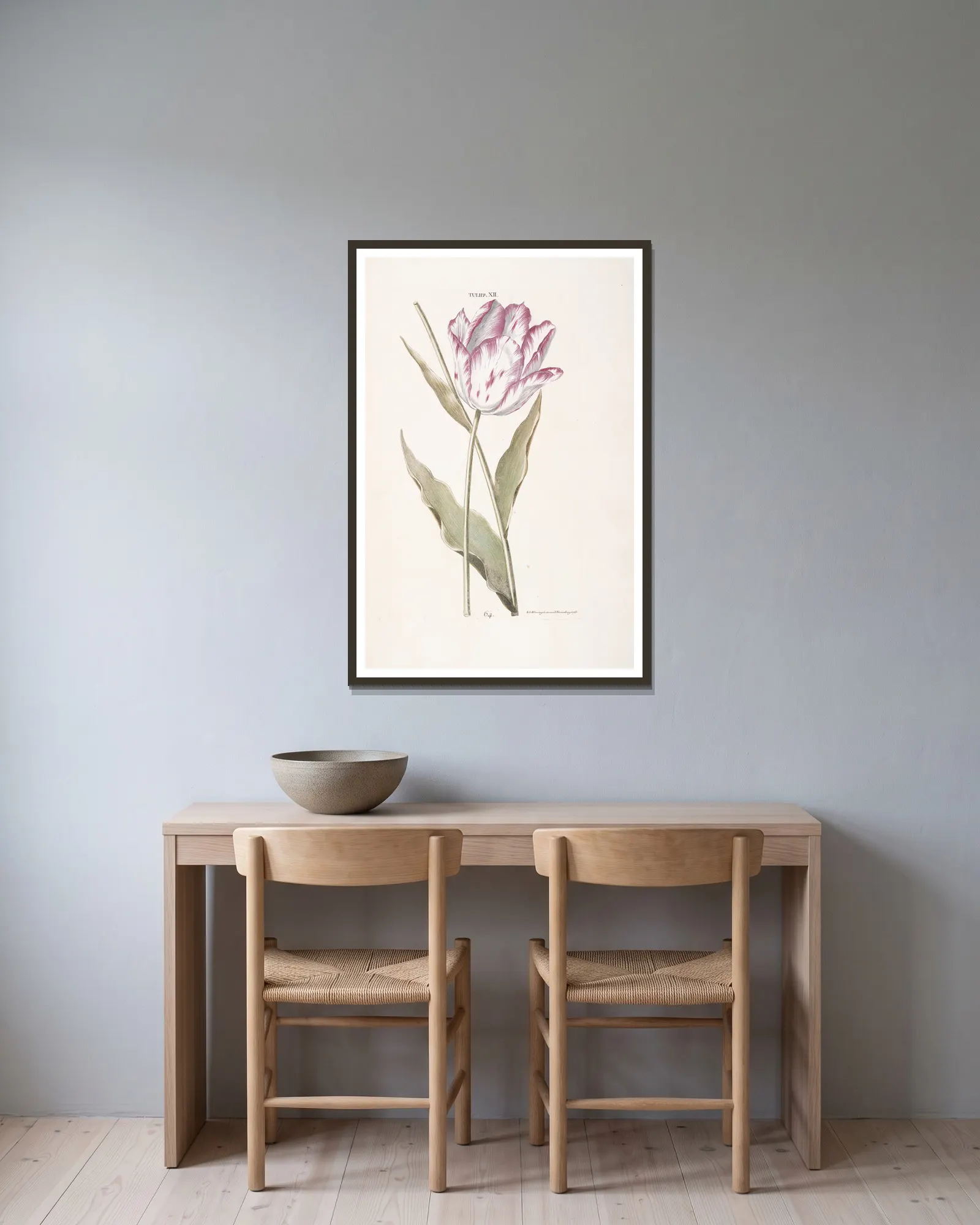 Tulipa XII av Christoph Jakob Trew inramad på en vägg