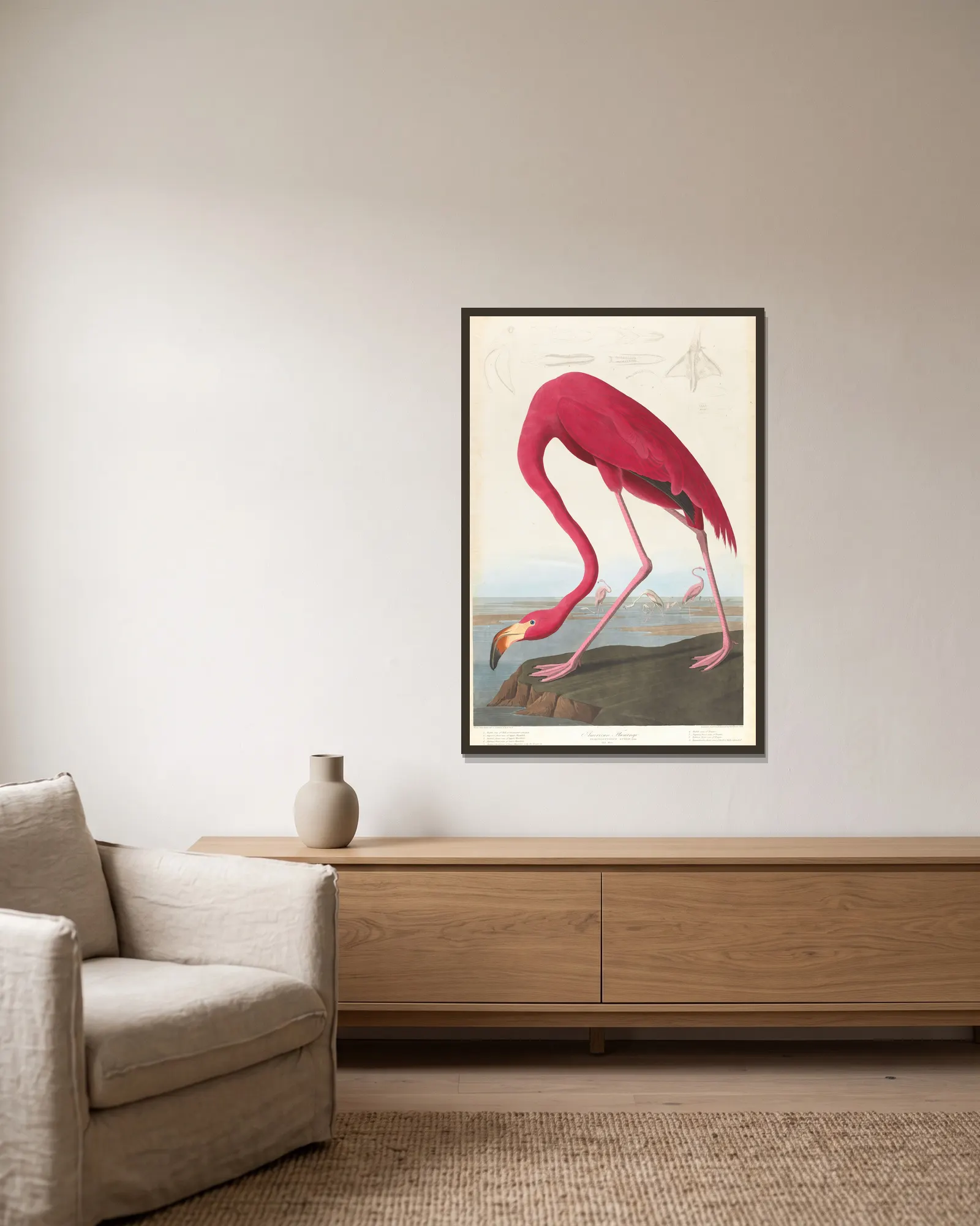 American flamingo av John James Audubon inramad på en vägg