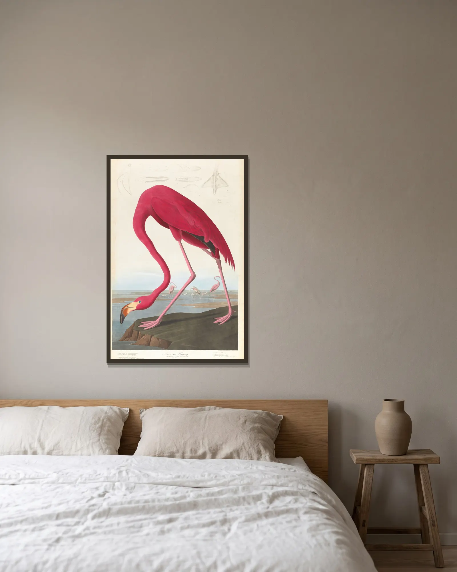 American flamingo av John James Audubon inramad på en vägg
