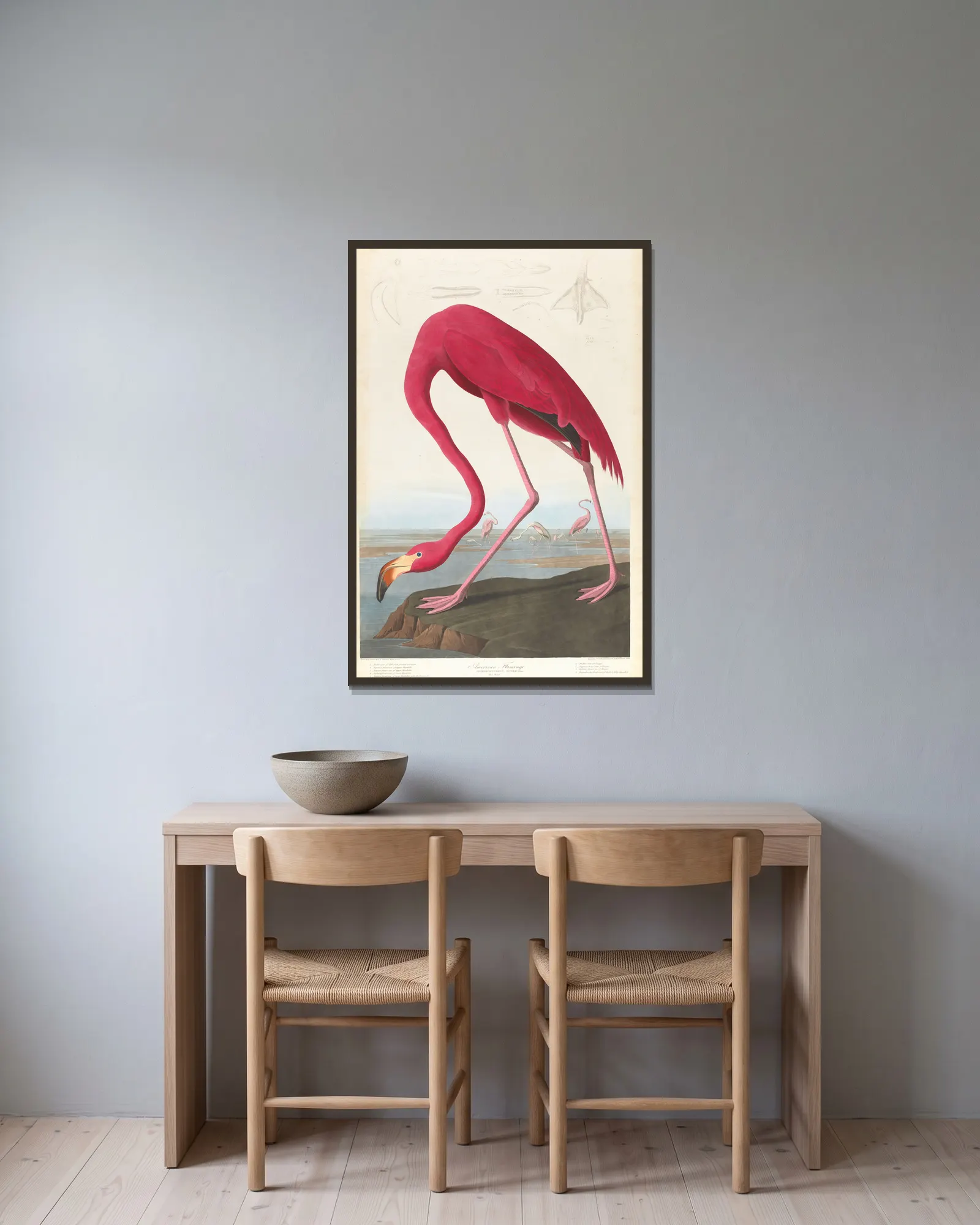 American flamingo av John James Audubon inramad på en vägg