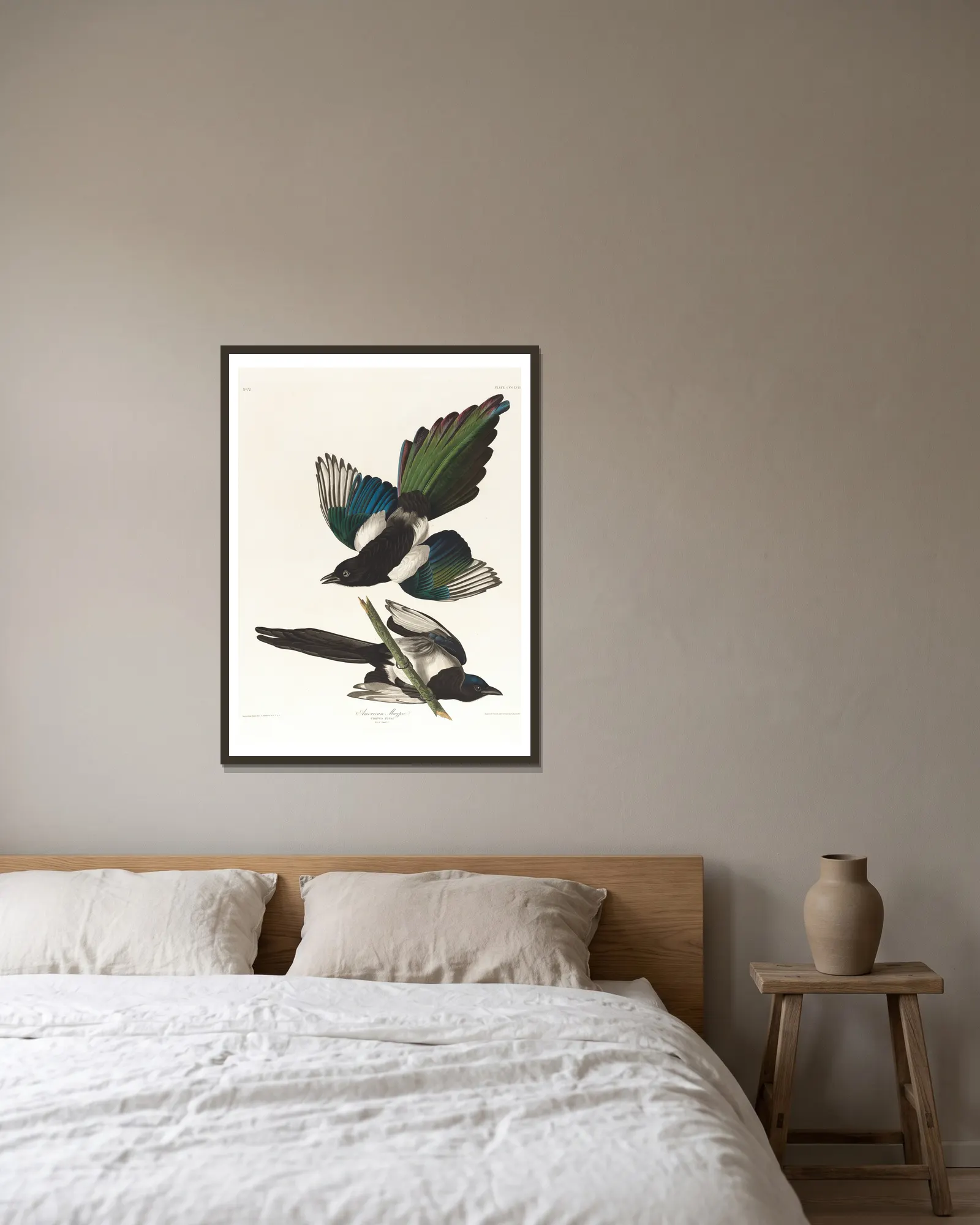 American magpie av John James Audubon inramad på en vägg