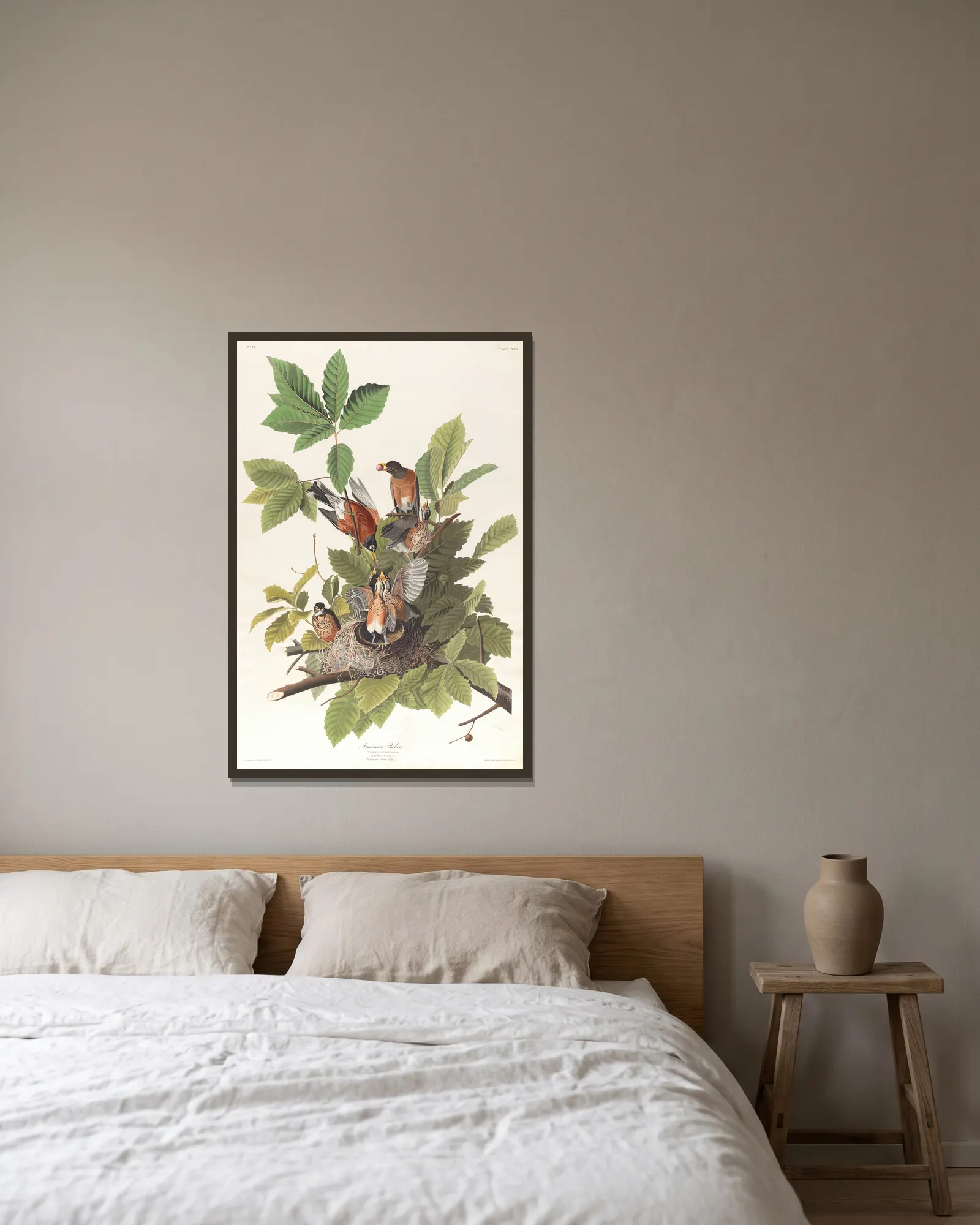 American robin av John James Audubon inramad på en vägg
